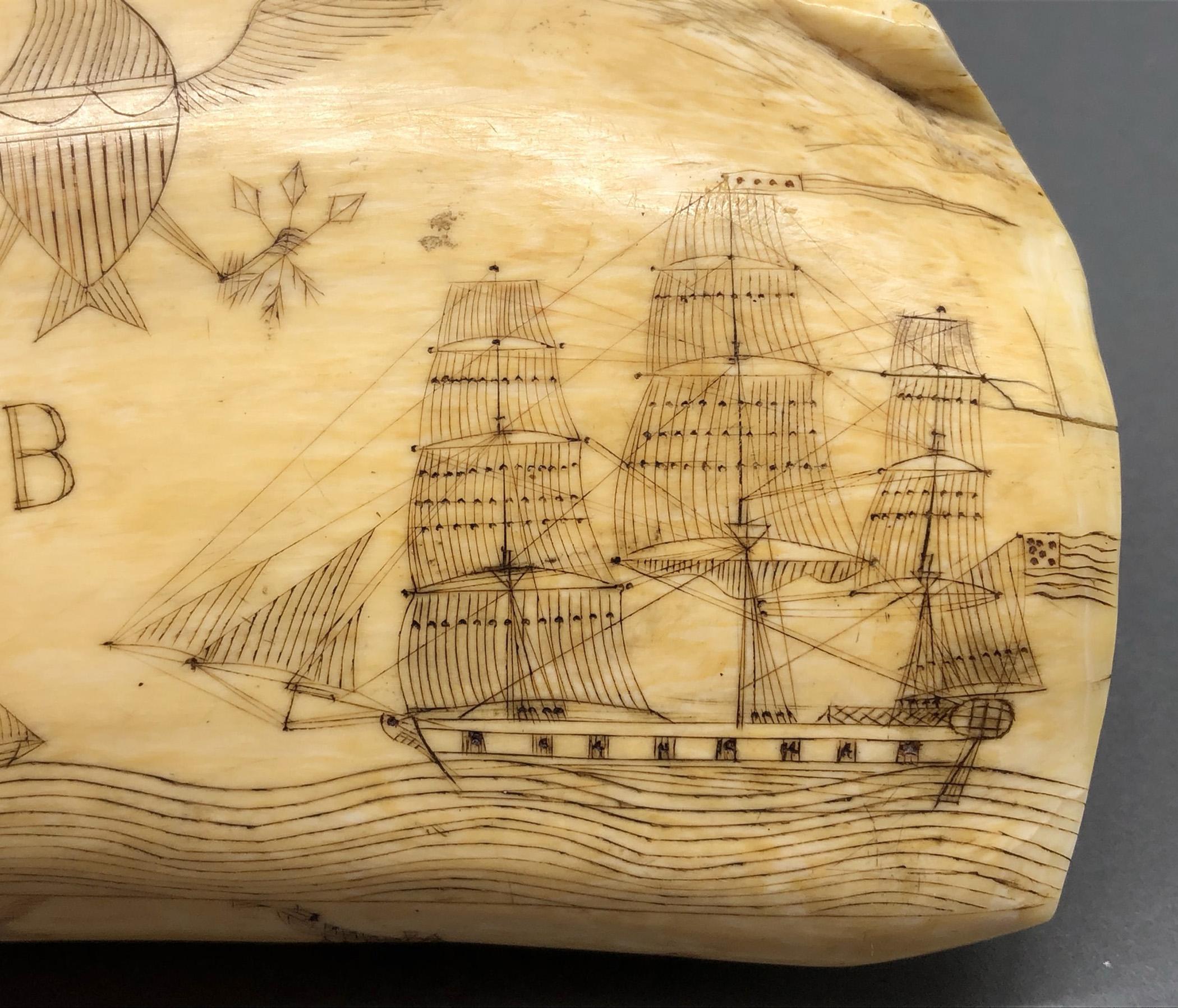 1967.0862 Whale tooth, Scrimshaw tooth, view8 Obverse detail