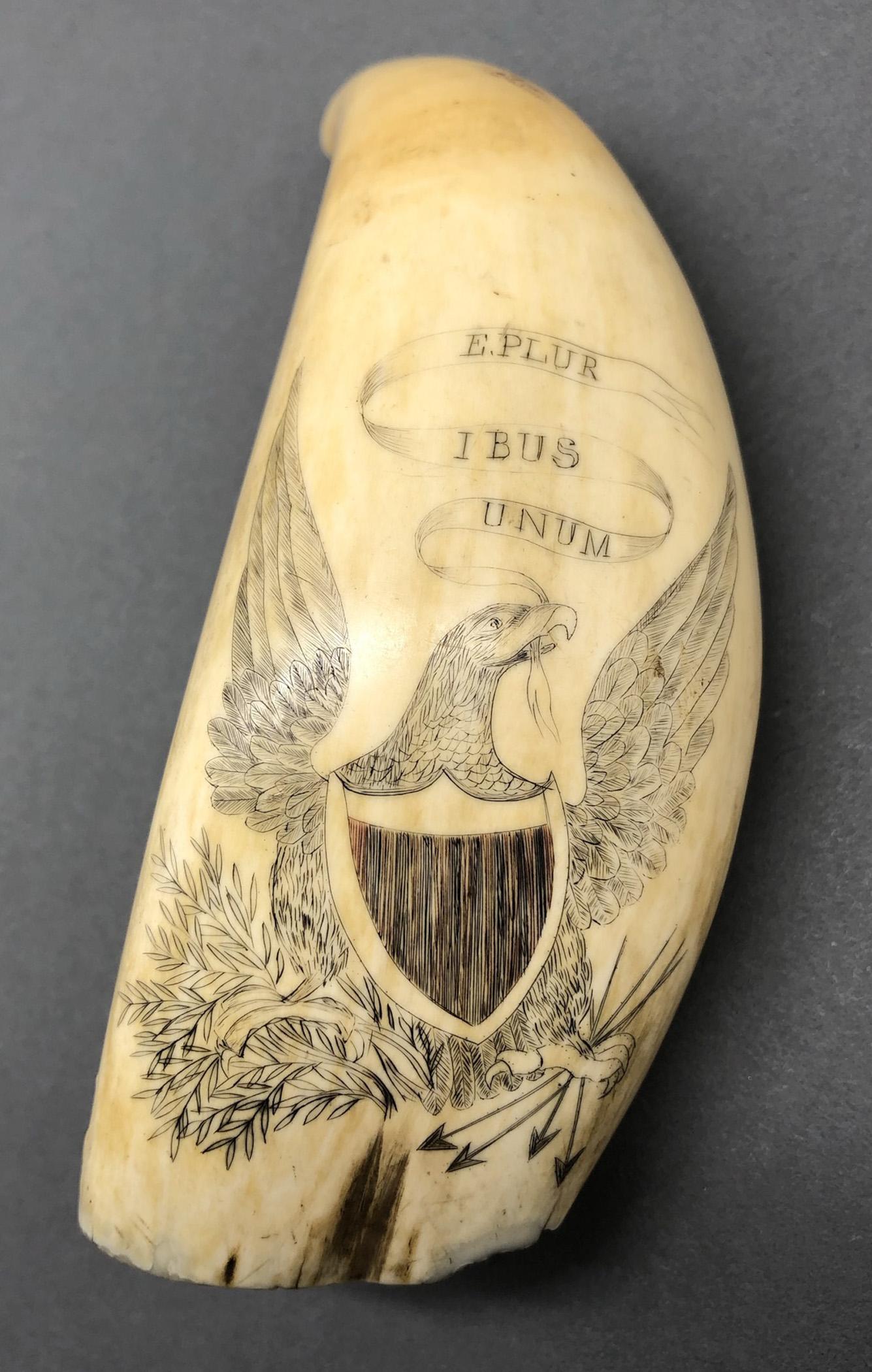 1967.0868 Whale tooth, Scrimshaw tooth, view1 Obverse