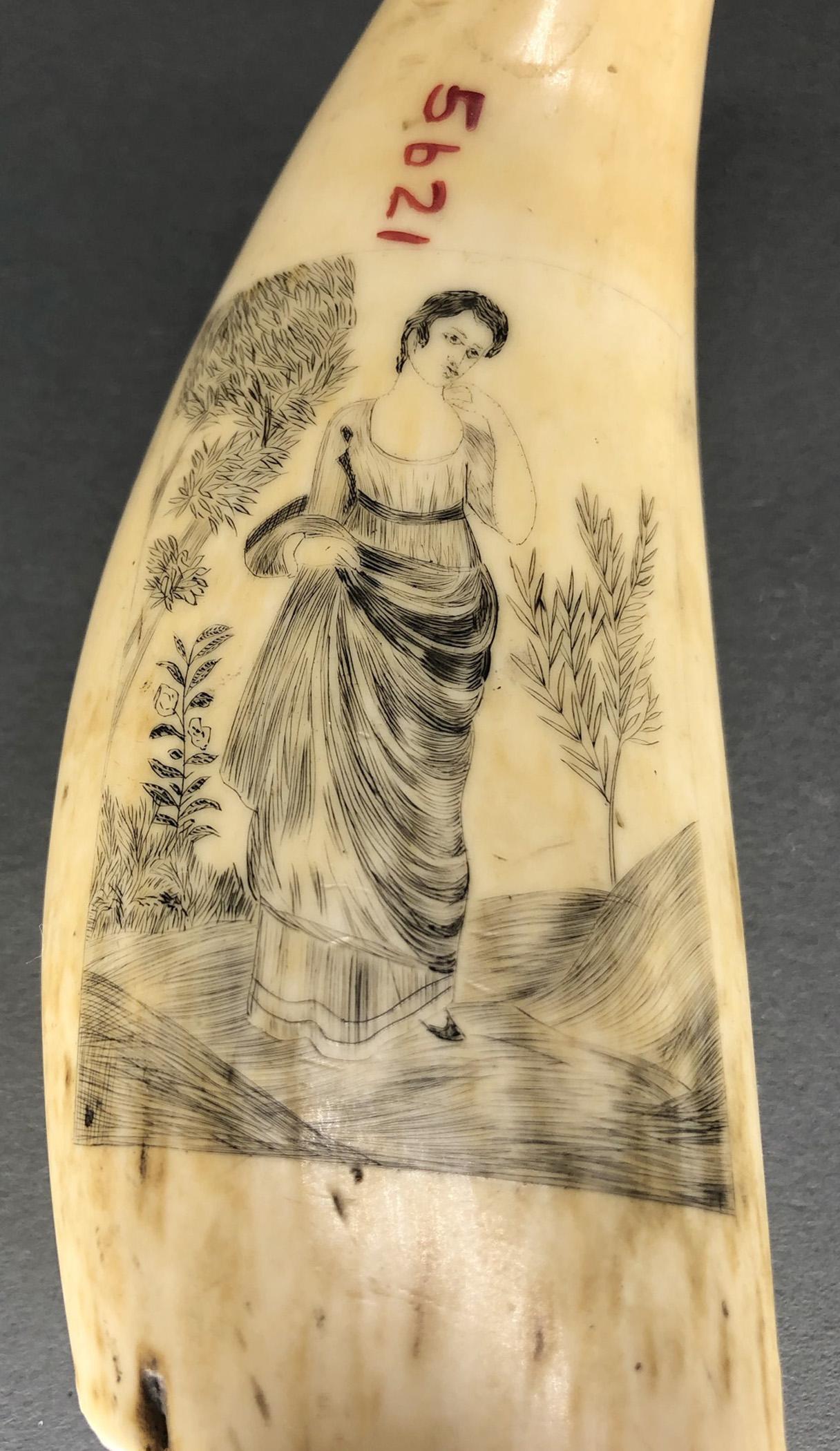 1967.0868 Whale tooth, Scrimshaw tooth, view10 Reverse detail