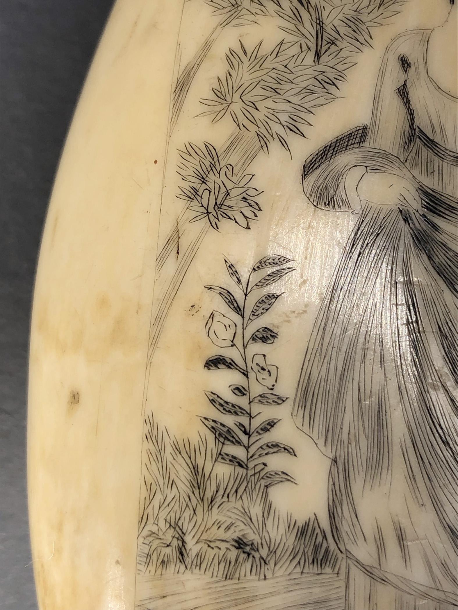 1967.0868 Whale tooth, Scrimshaw tooth, view12 Reverse detail
