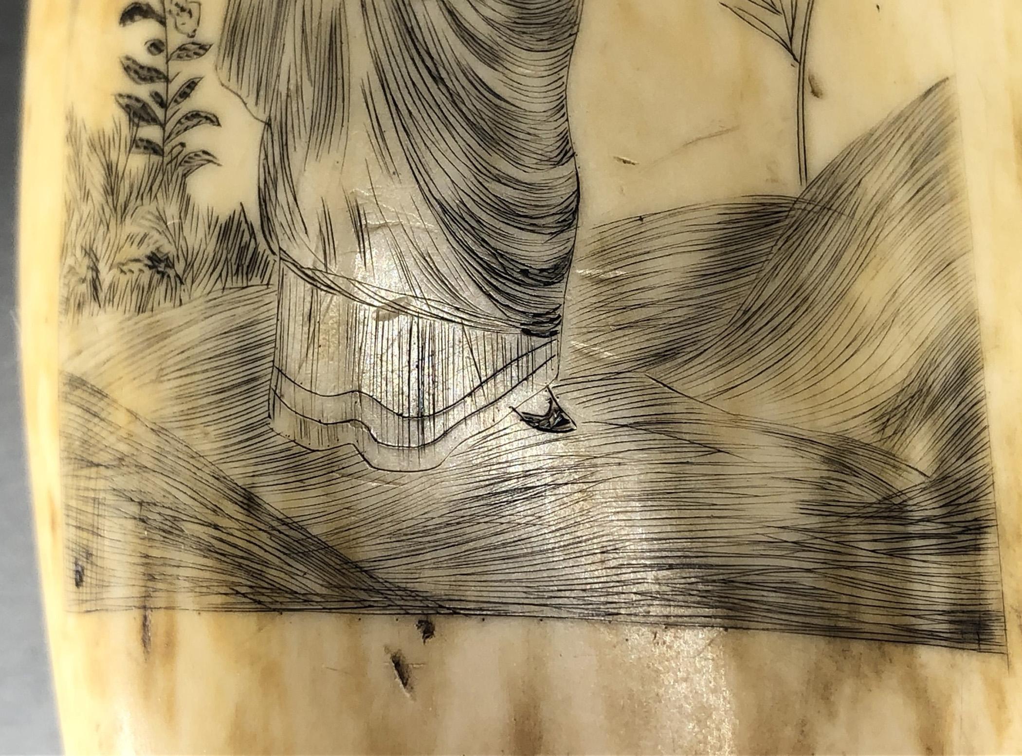 1967.0868 Whale tooth, Scrimshaw tooth, view13 Reverse detail