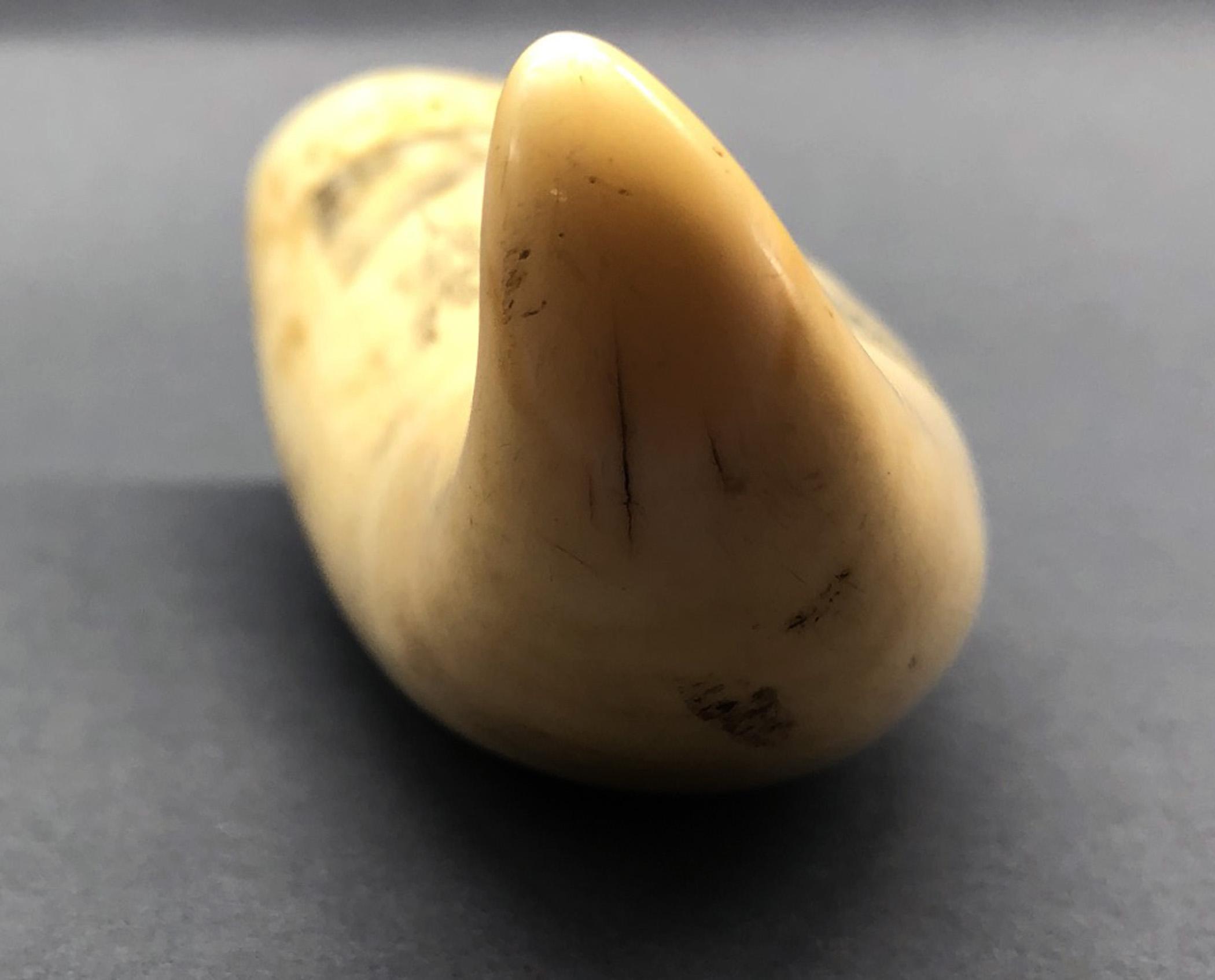 1967.0868 Whale tooth, Scrimshaw tooth, view14 Reverse Tip