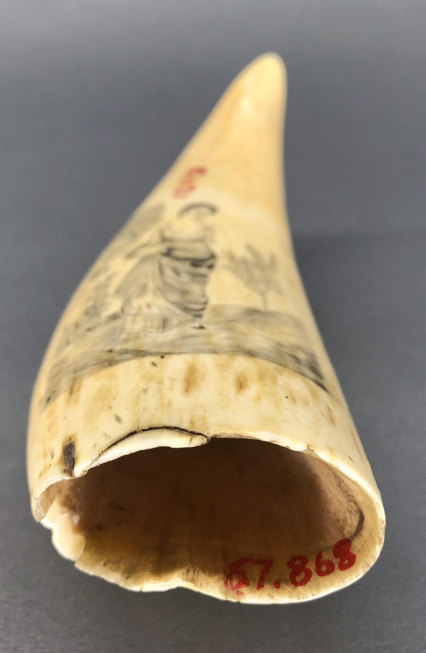 1967.0868 Whale tooth, Scrimshaw tooth, view15 Reverse Base