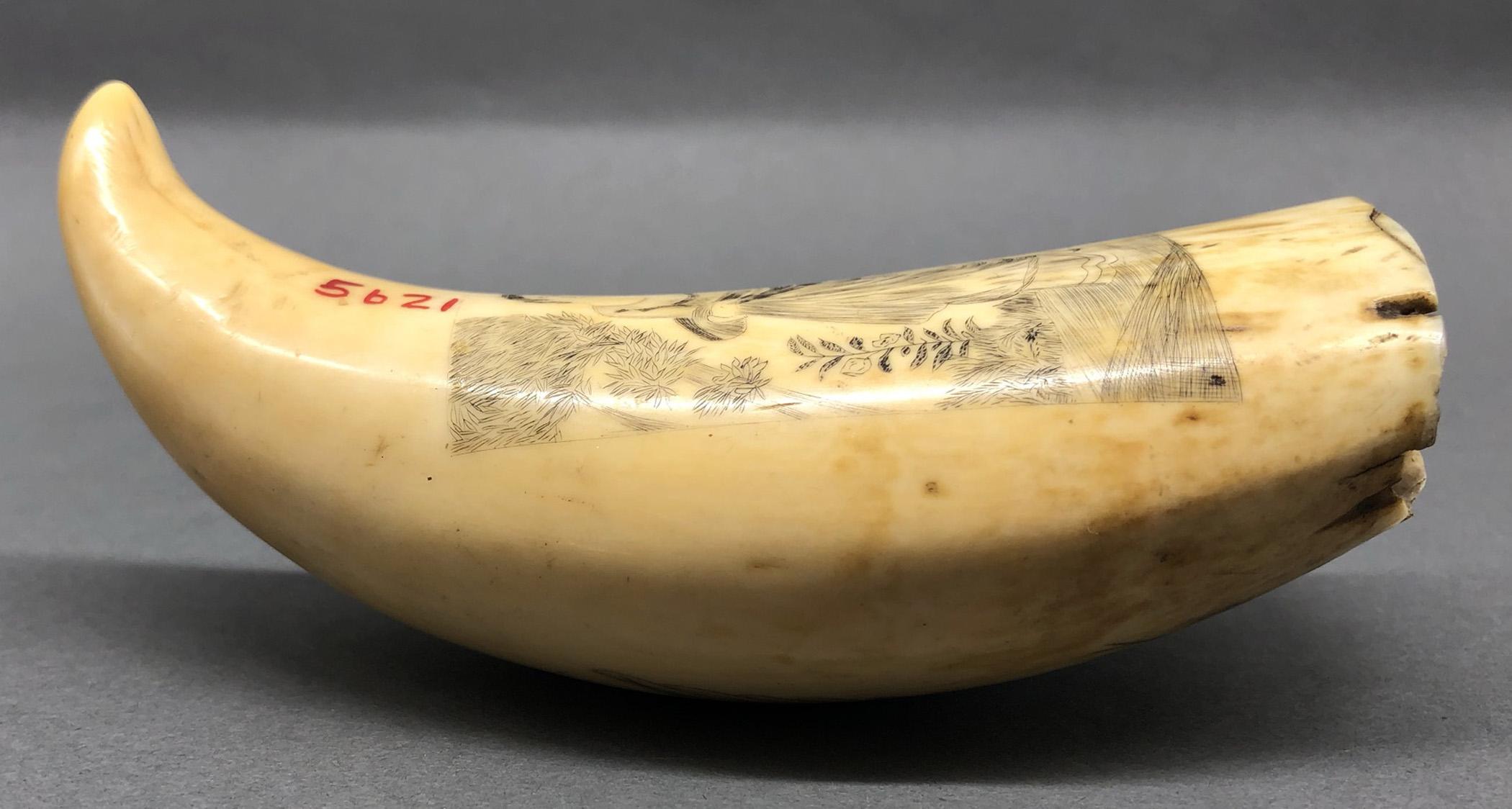 1967.0868 Whale tooth, Scrimshaw tooth, view16 Reverse Edge