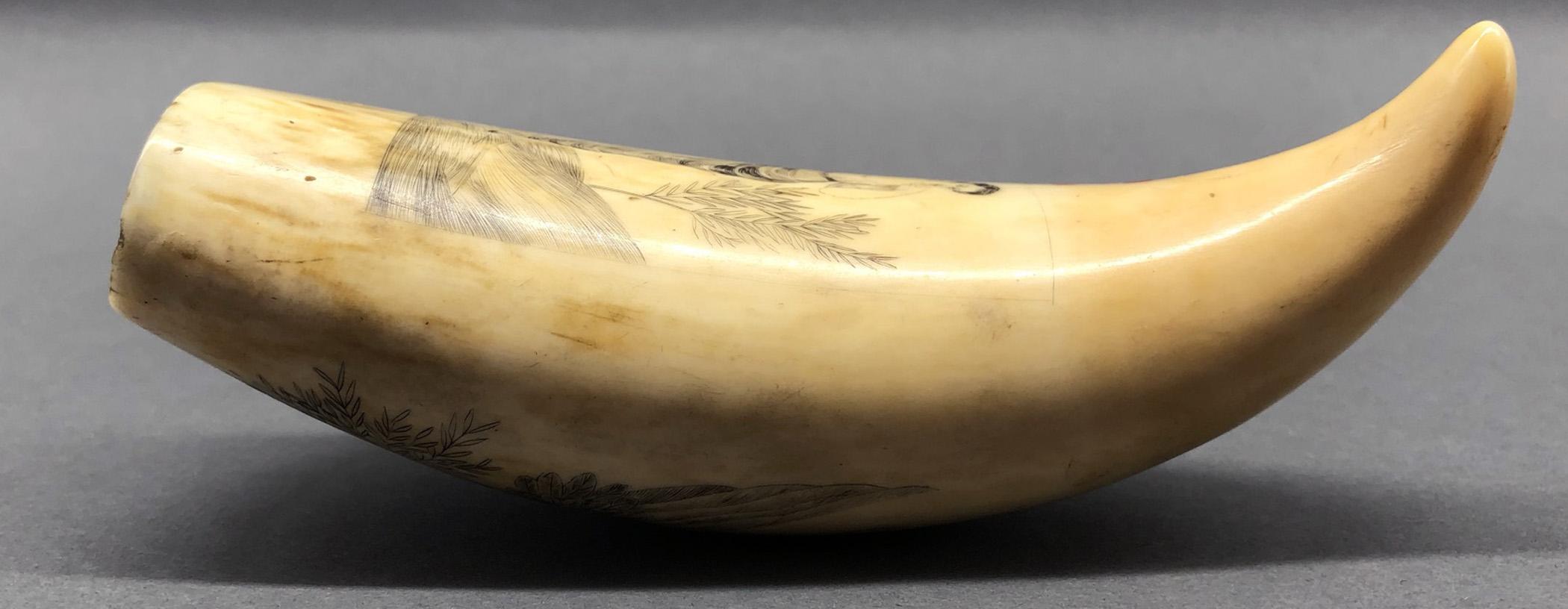 1967.0868 Whale tooth, Scrimshaw tooth, view17 Reverse Edge