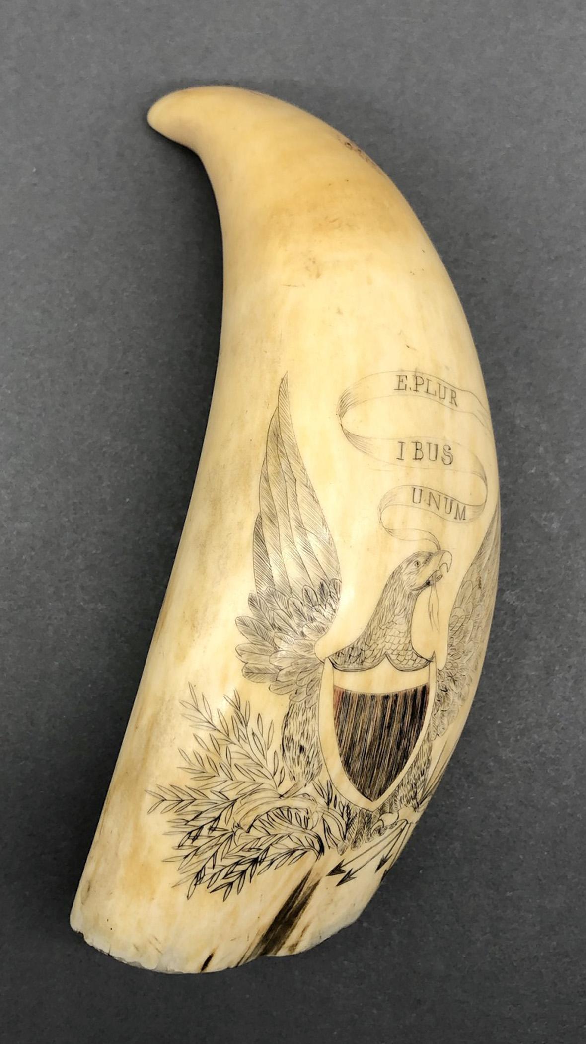 1967.0868 Whale tooth, Scrimshaw tooth, view2 Obverse