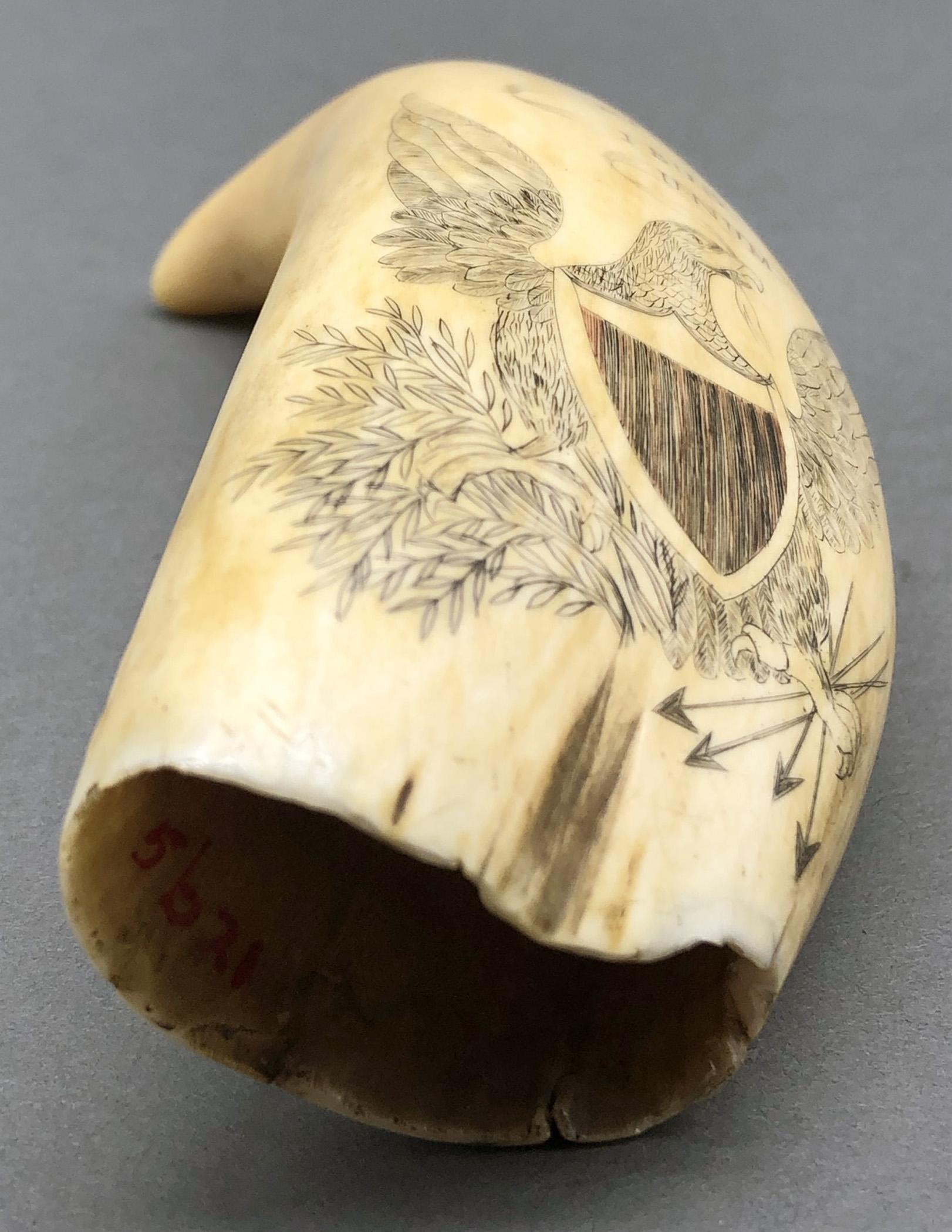 1967.0868 Whale tooth, Scrimshaw tooth, view5 Obverse Base