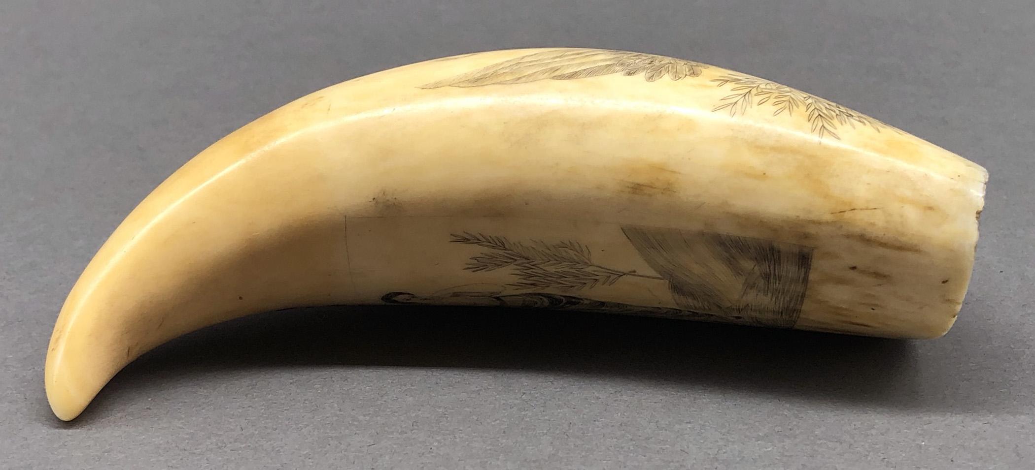 1967.0868 Whale tooth, Scrimshaw tooth, view6 Obverse Edge
