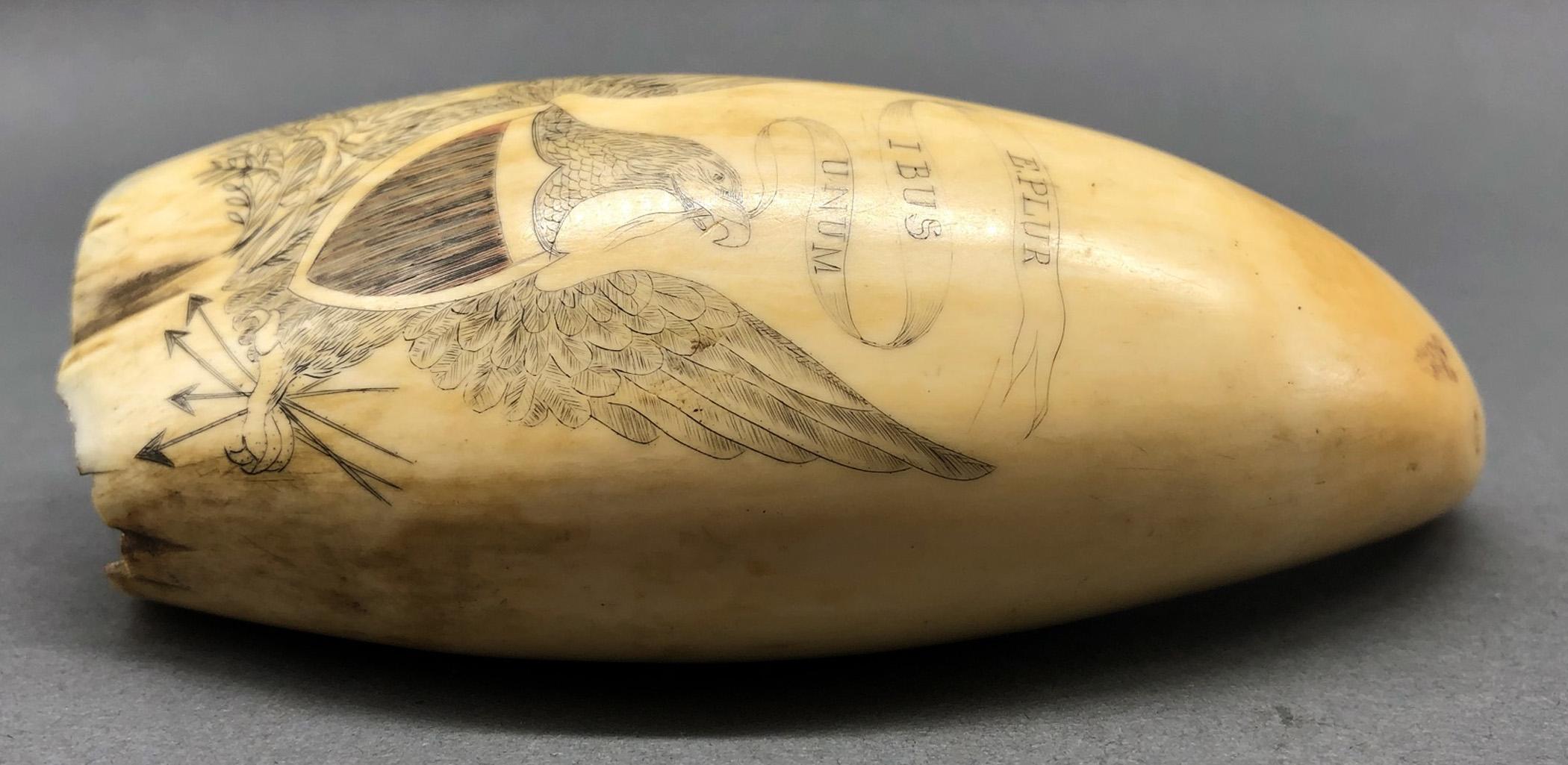 1967.0868 Whale tooth, Scrimshaw tooth, view7 Obverse Edge