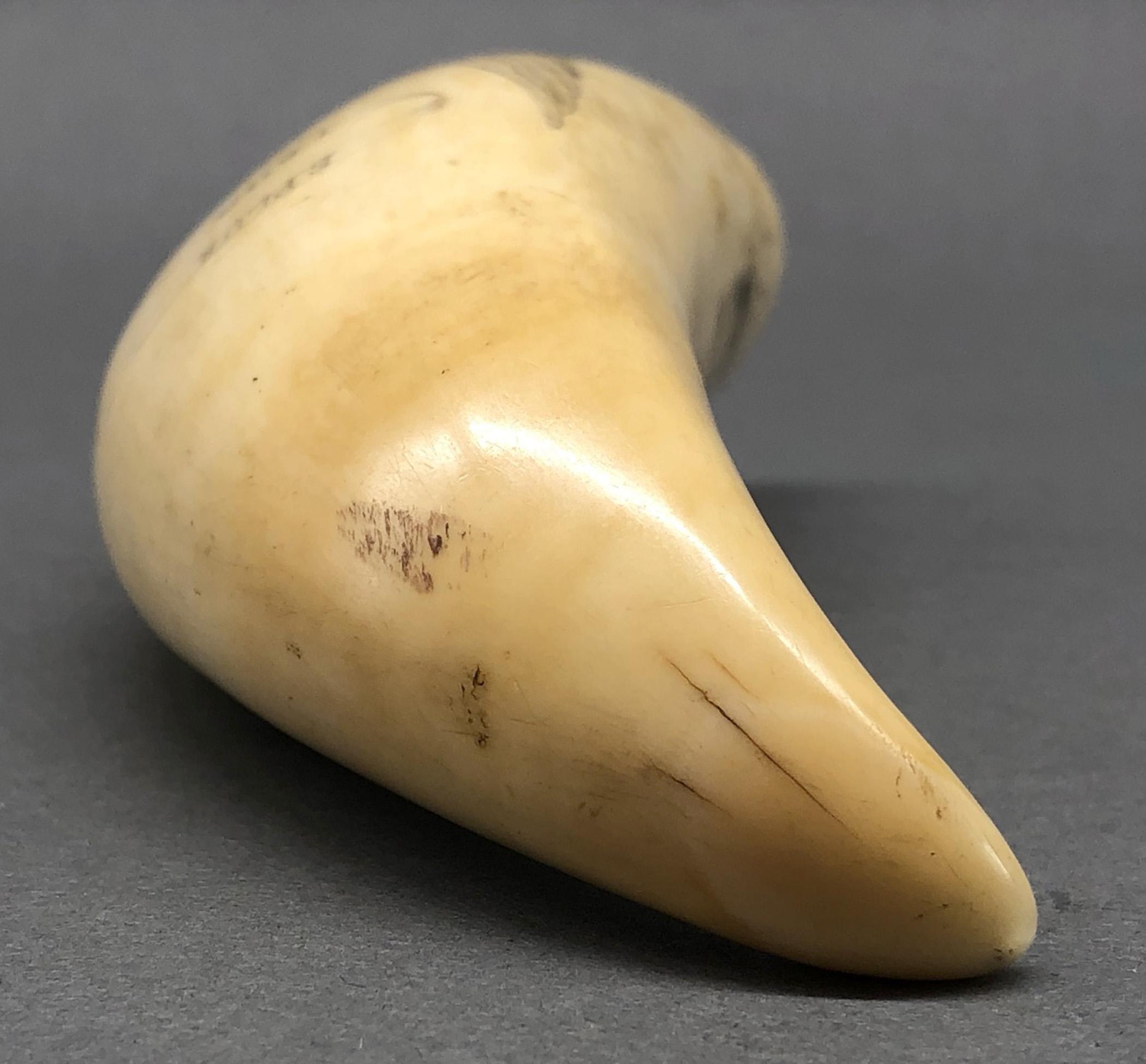 1967.0868 Whale tooth, Scrimshaw tooth, view8 Obverse Tip