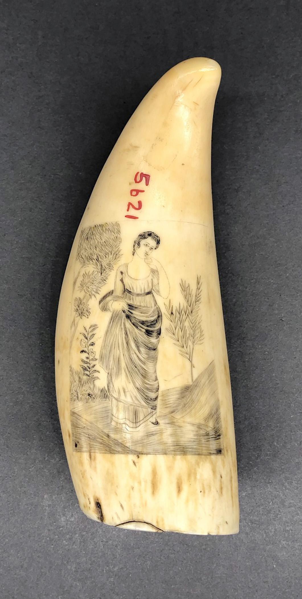1967.0868 Whale tooth, Scrimshaw tooth, view9 Reverse