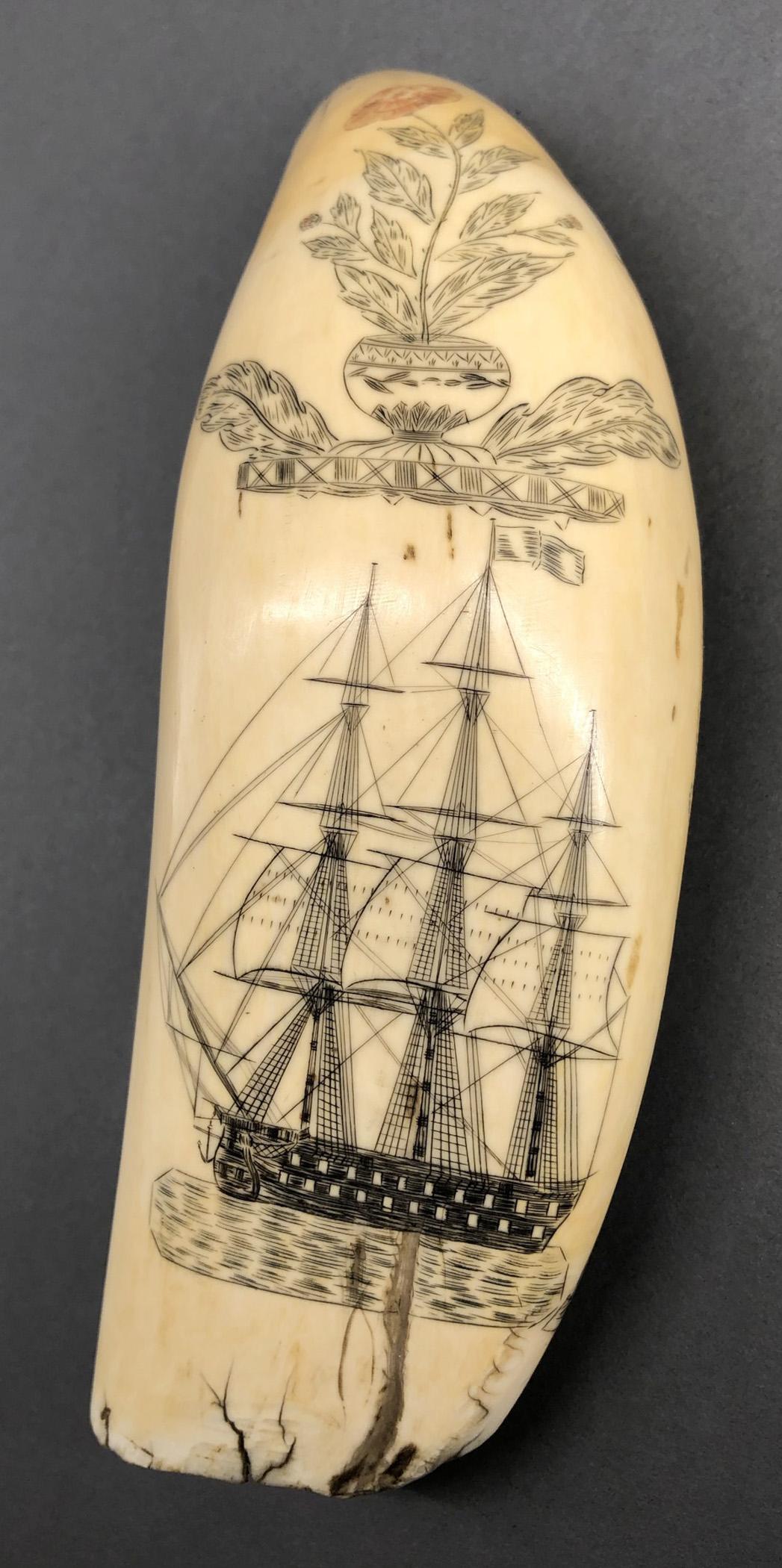 1967.0875 Whale tooth, Scrimshaw tooth, view1 Obverse
