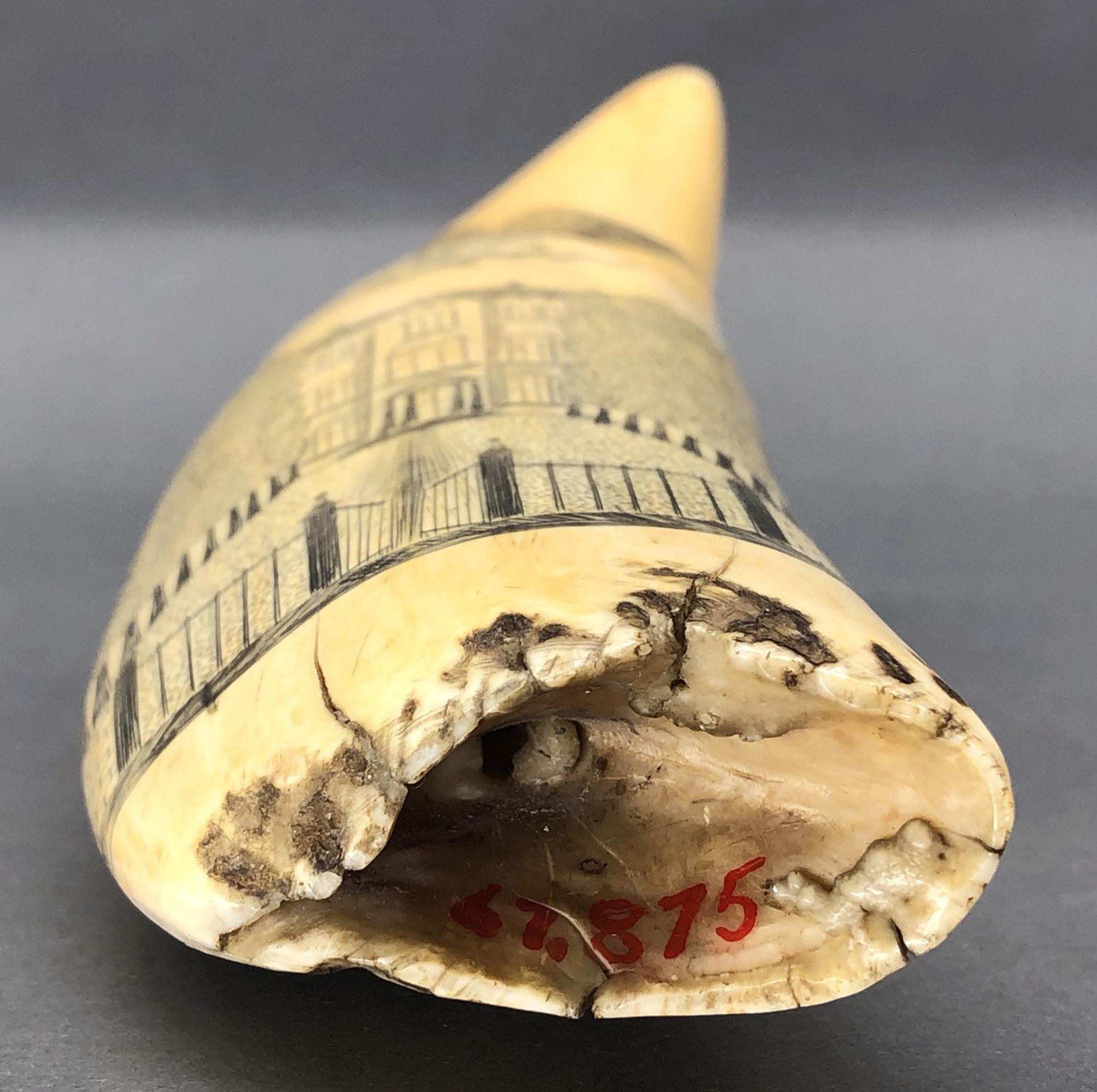 1967.0875 Whale tooth, Scrimshaw tooth, view11 Reverse Base