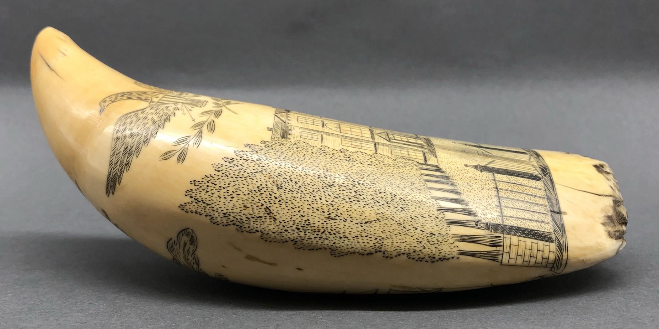 1967.0875 Whale tooth, Scrimshaw tooth, view12 Reverse Edge