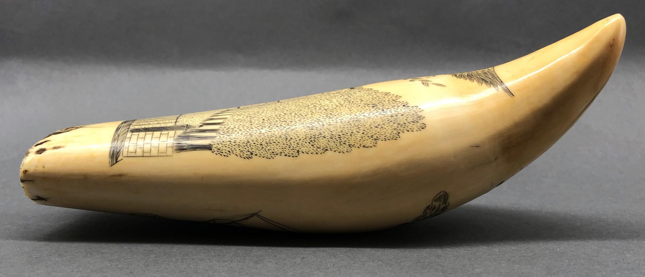 1967.0875 Whale tooth, Scrimshaw tooth, view14 Reverse