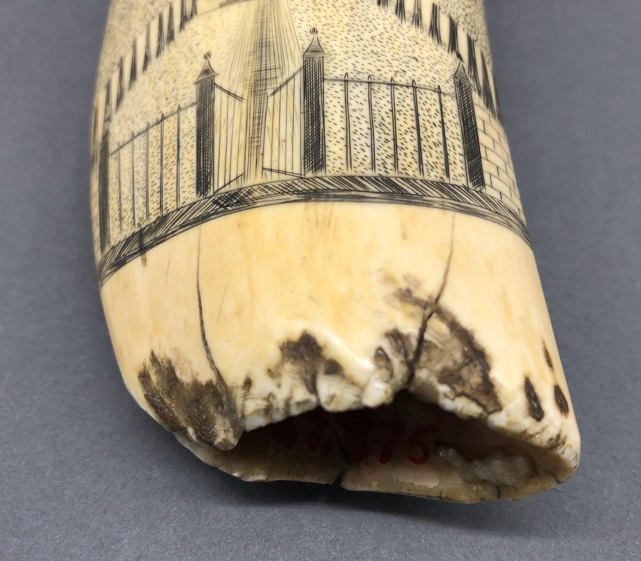 1967.0875 Whale tooth, Scrimshaw tooth, view15 Reverse Base