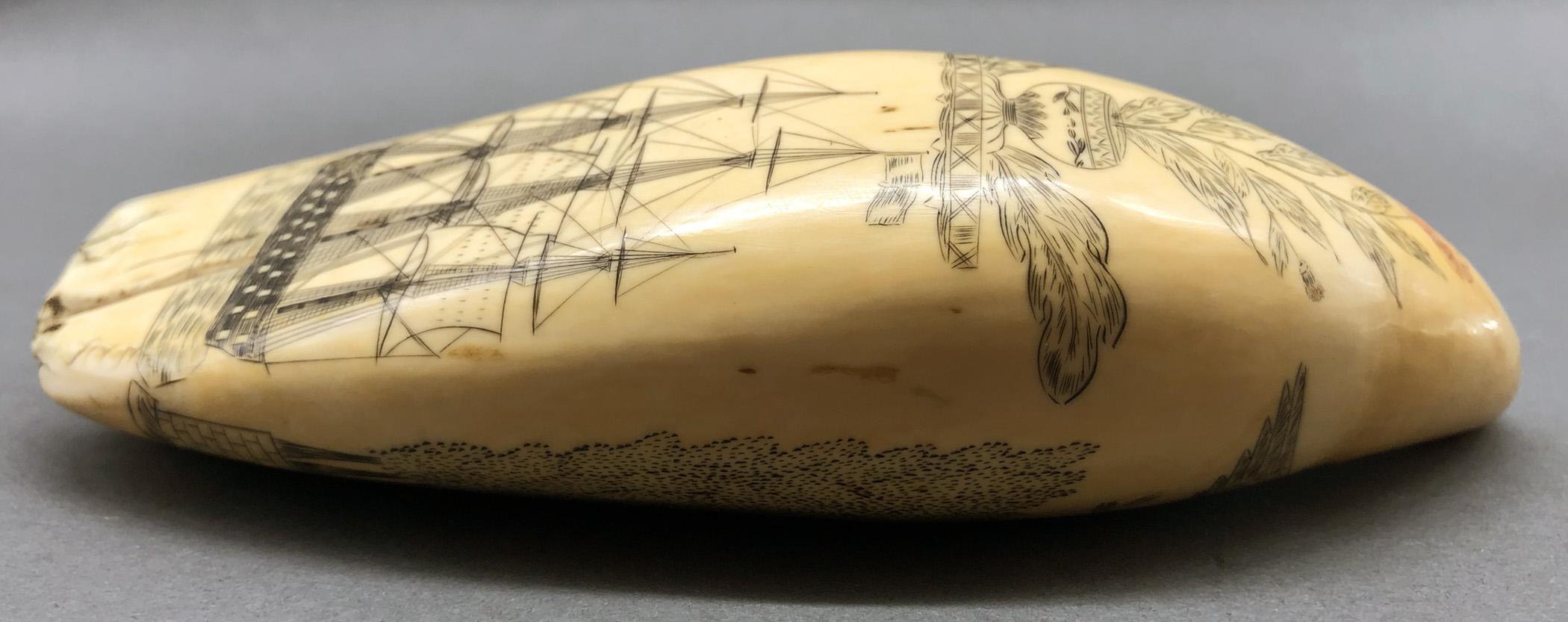 1967.0875 Whale tooth, Scrimshaw tooth, view4 Obverse Edge