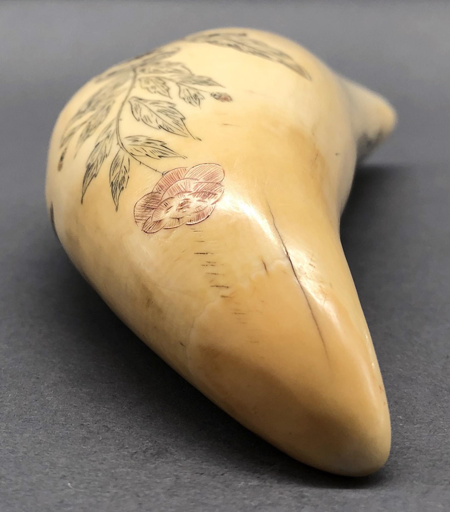 1967.0875 Whale tooth, Scrimshaw tooth, view5 Obverse Tip