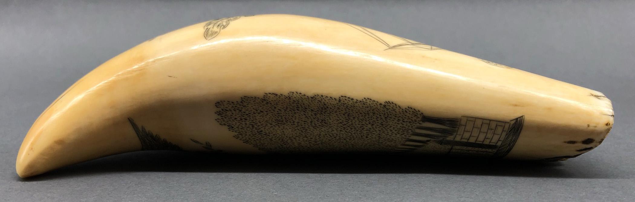 1967.0875 Whale tooth, Scrimshaw tooth, view6 Obverse Edge