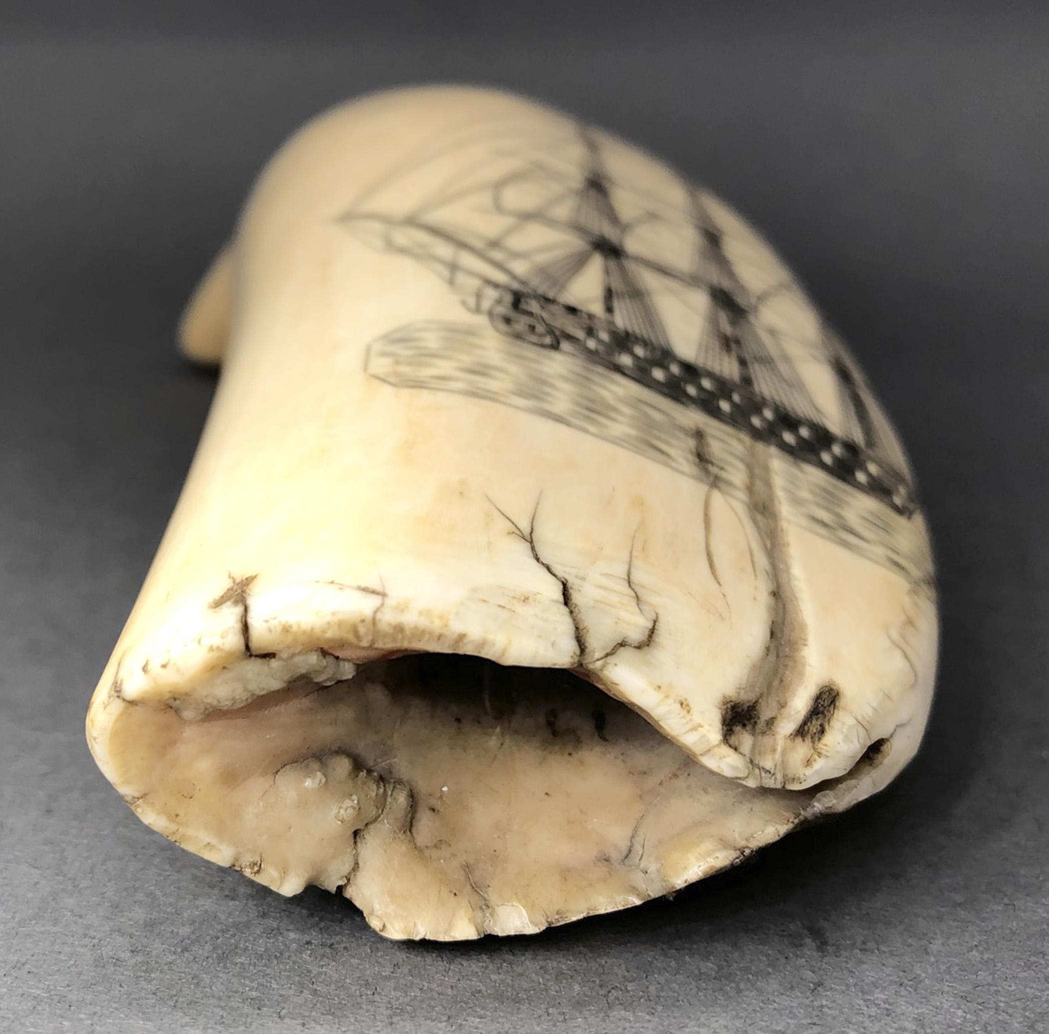 1967.0875 Whale tooth, Scrimshaw tooth, view7 Obverse Base