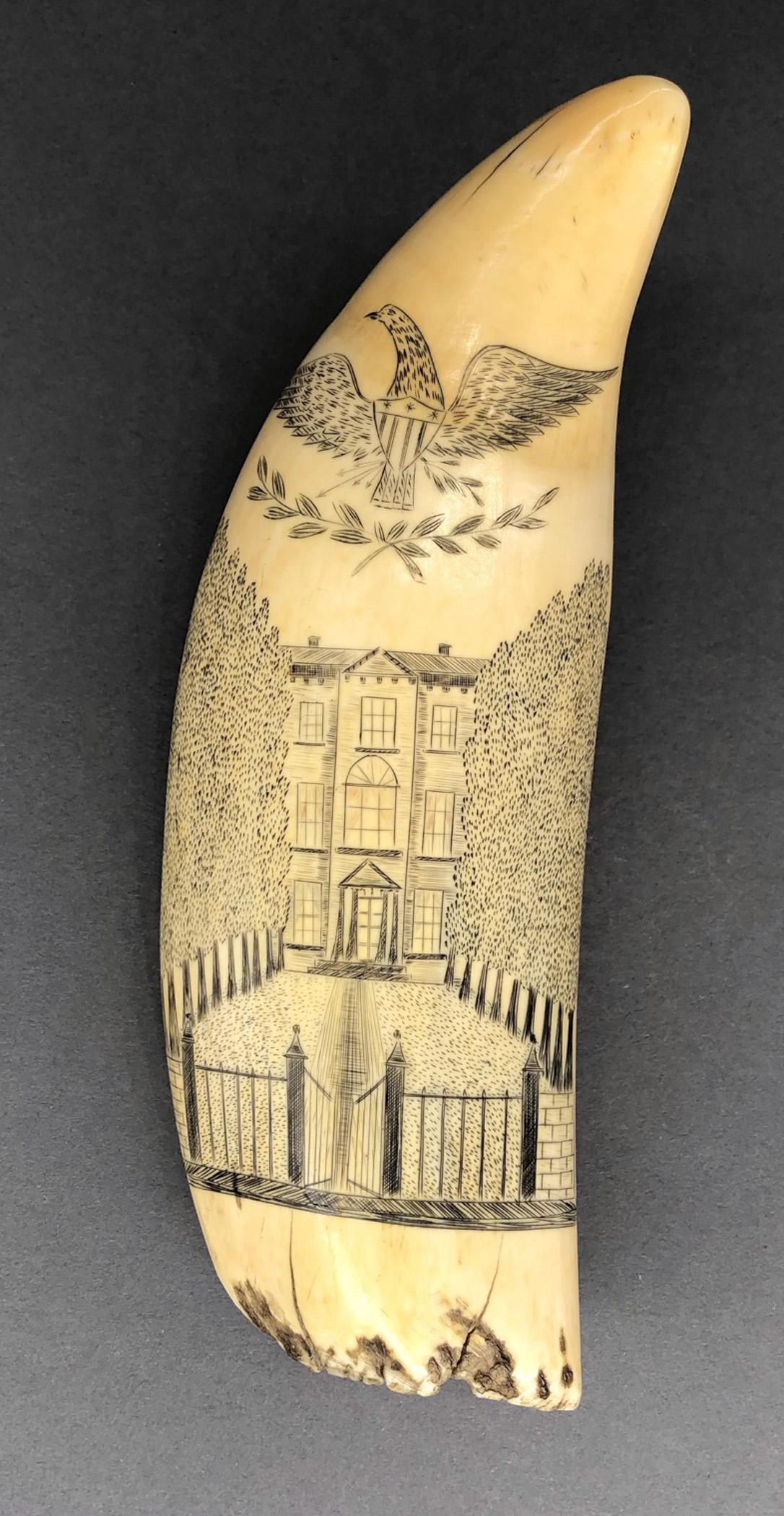 1967.0875 Whale tooth, Scrimshaw tooth, view8 Reverse