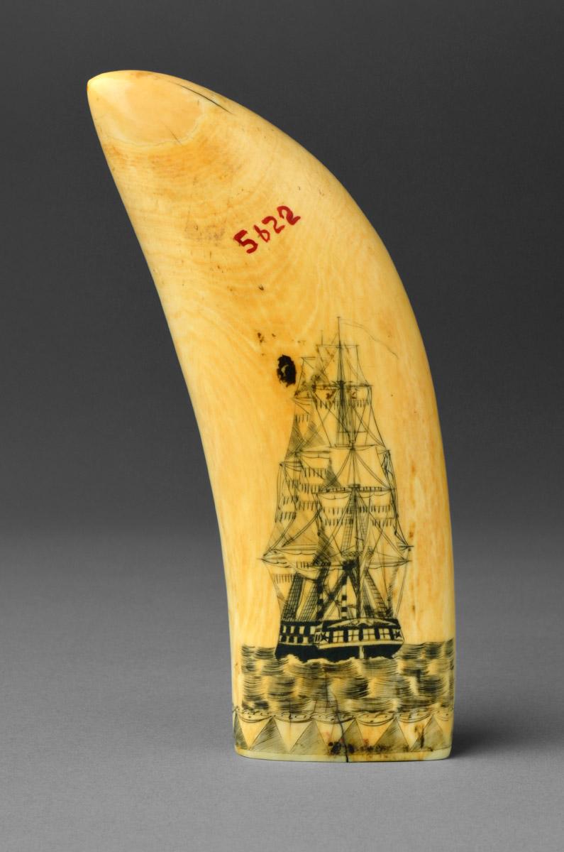 1967.0876 Whale tooth, Scrimshaw tooth (view 2)