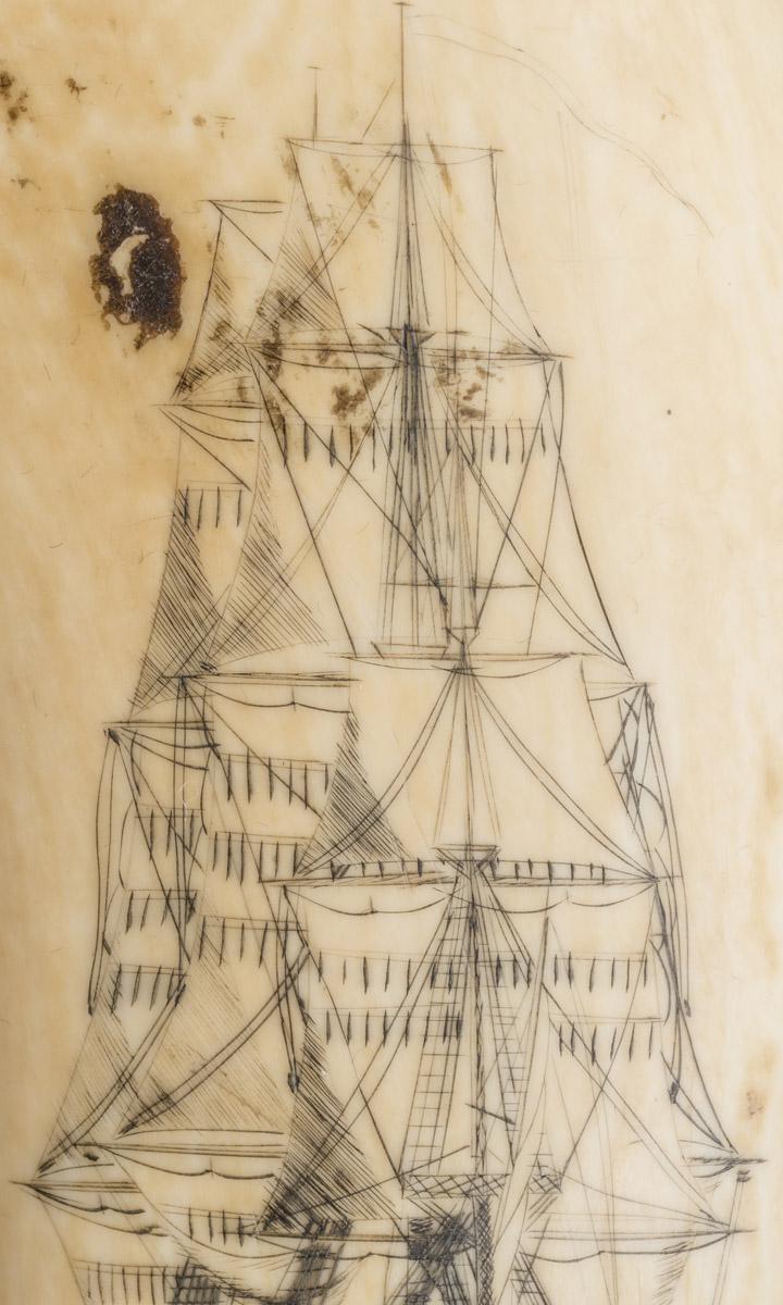 1967.0876 Whale tooth, Scrimshaw tooth (detail 7)
