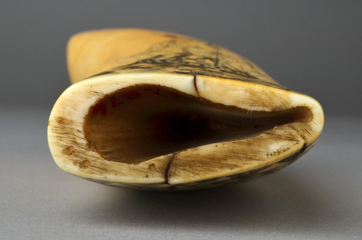 1967.0876 Whale tooth, Scrimshaw tooth (bottom view)