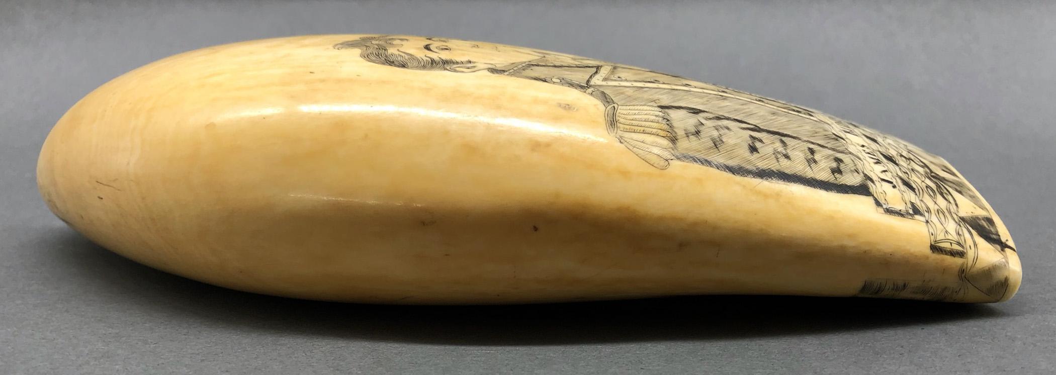 1967.0876 Whale tooth, Scrimshaw tooth, view7 Obverse Edge