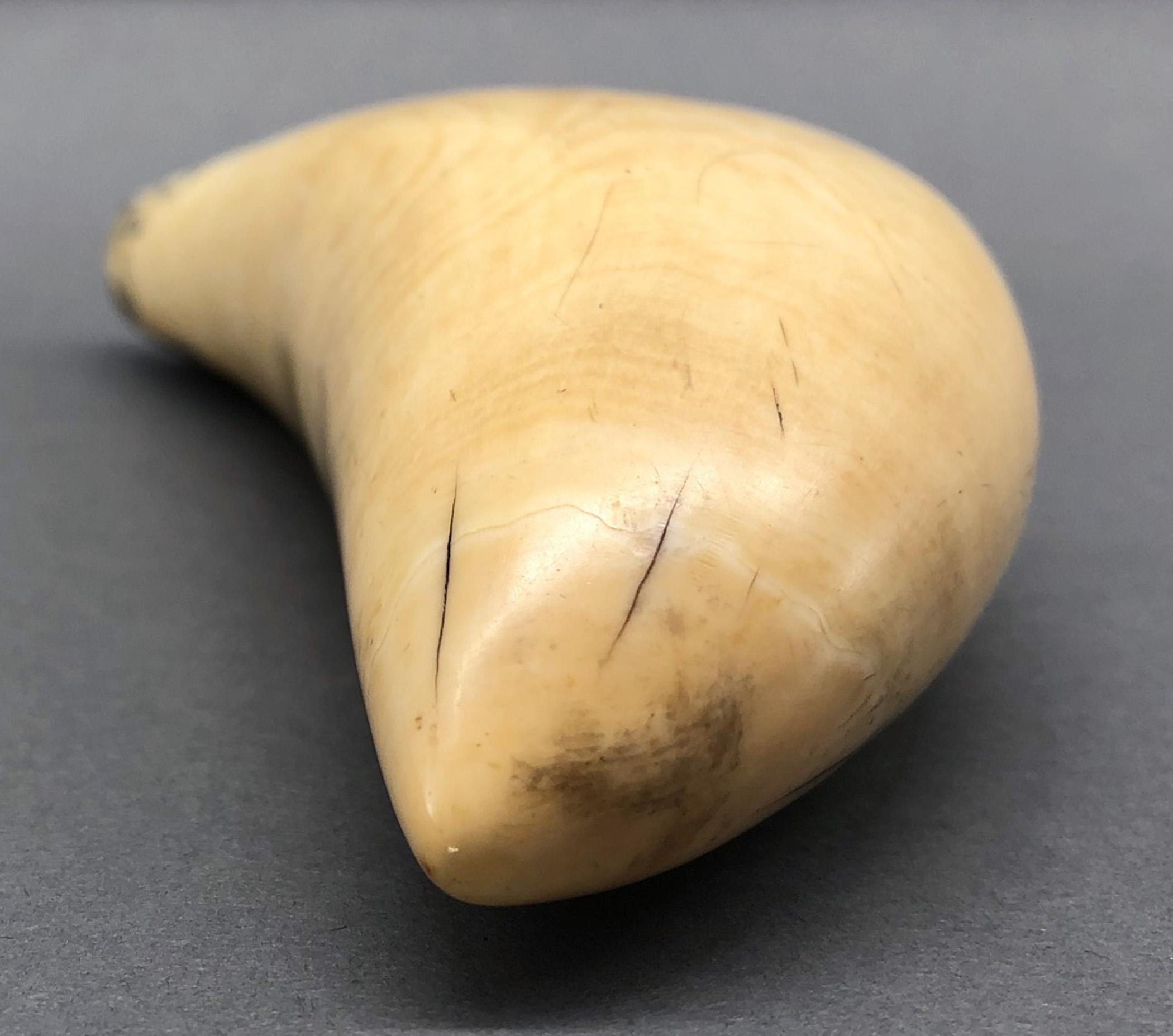 1967.0876 Whale tooth, Scrimshaw tooth, view8 Obverse Tip