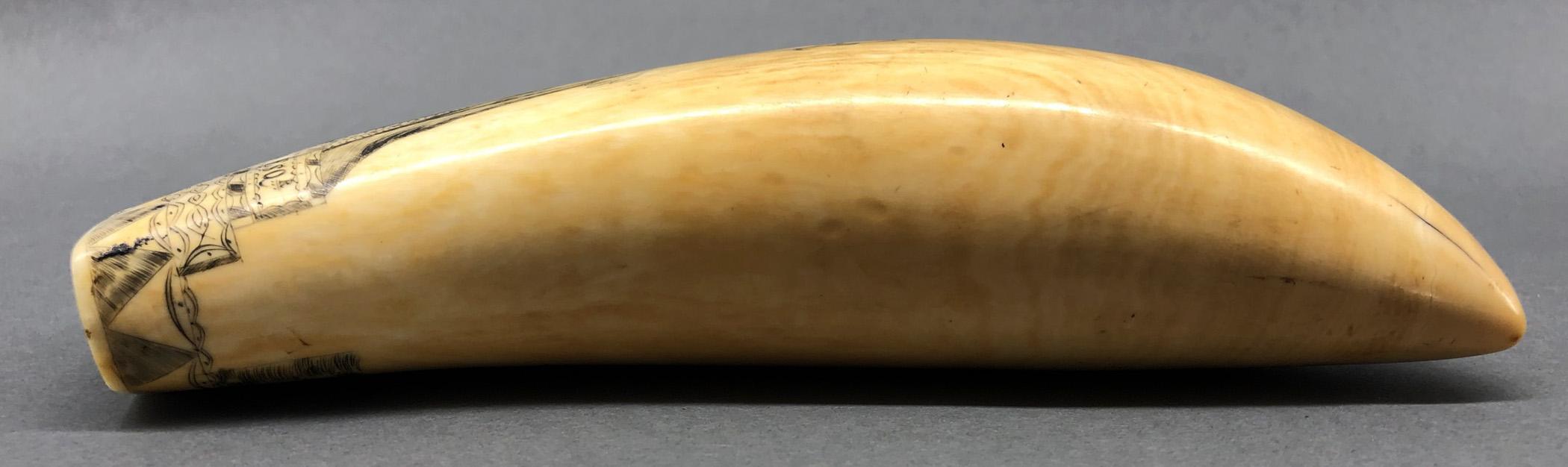 1967.0876 Whale tooth, Scrimshaw tooth, view9 Obverse Edge