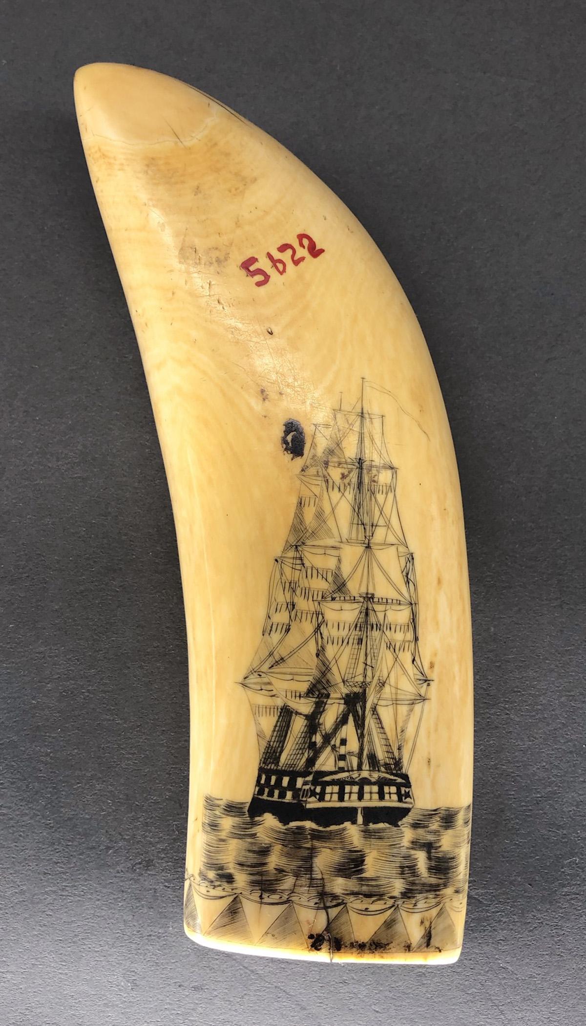 1967.0876 Whale tooth, Scrimshaw tooth, view11 Reverse