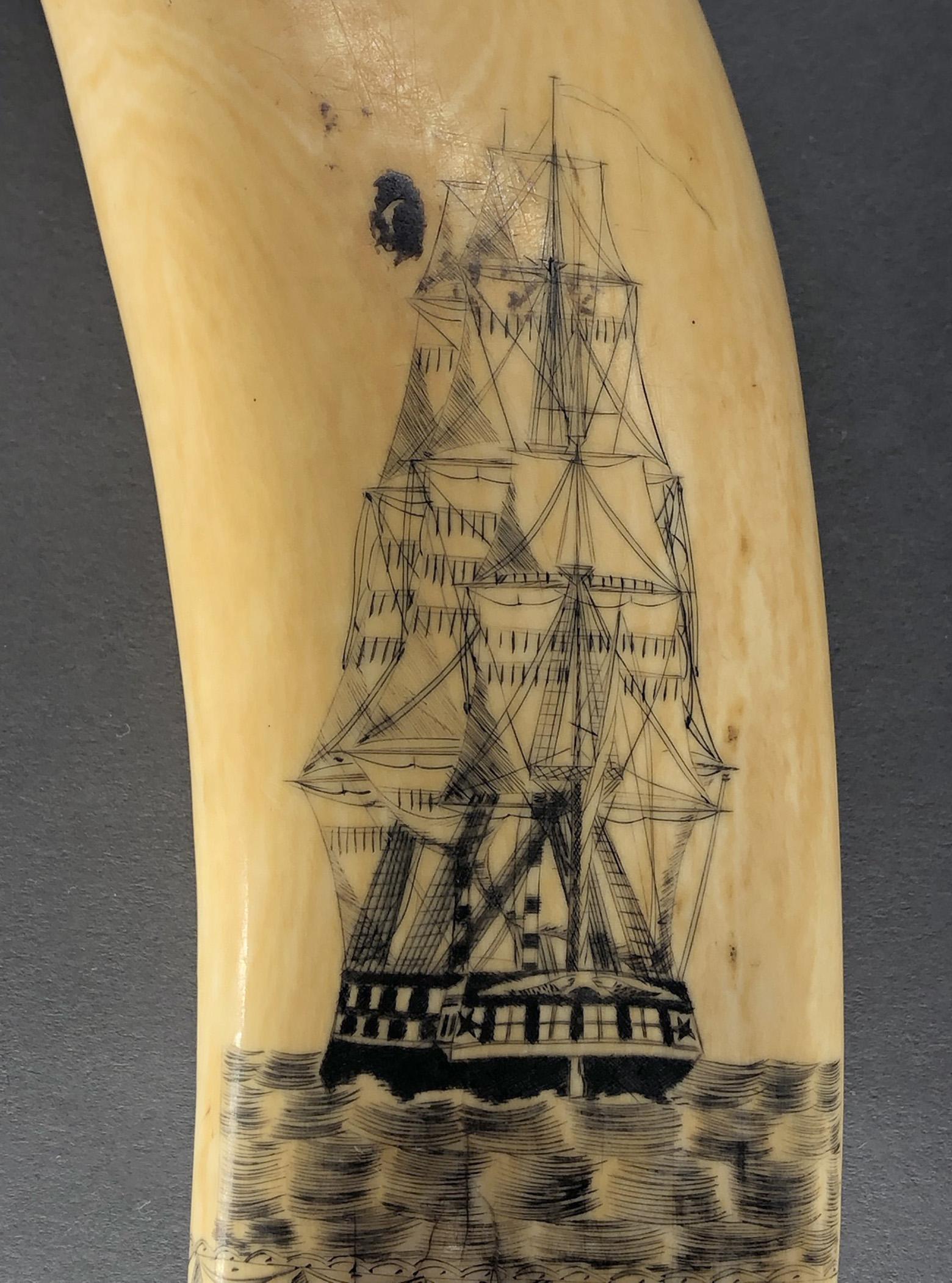 1967.0876 Whale tooth, Scrimshaw tooth, view12 Reverse detail