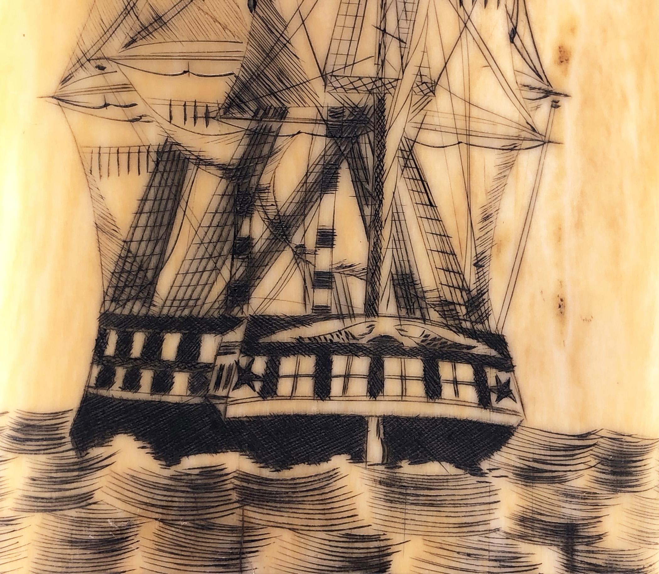 1967.0876 Whale tooth, Scrimshaw tooth, view13 Reverse detail