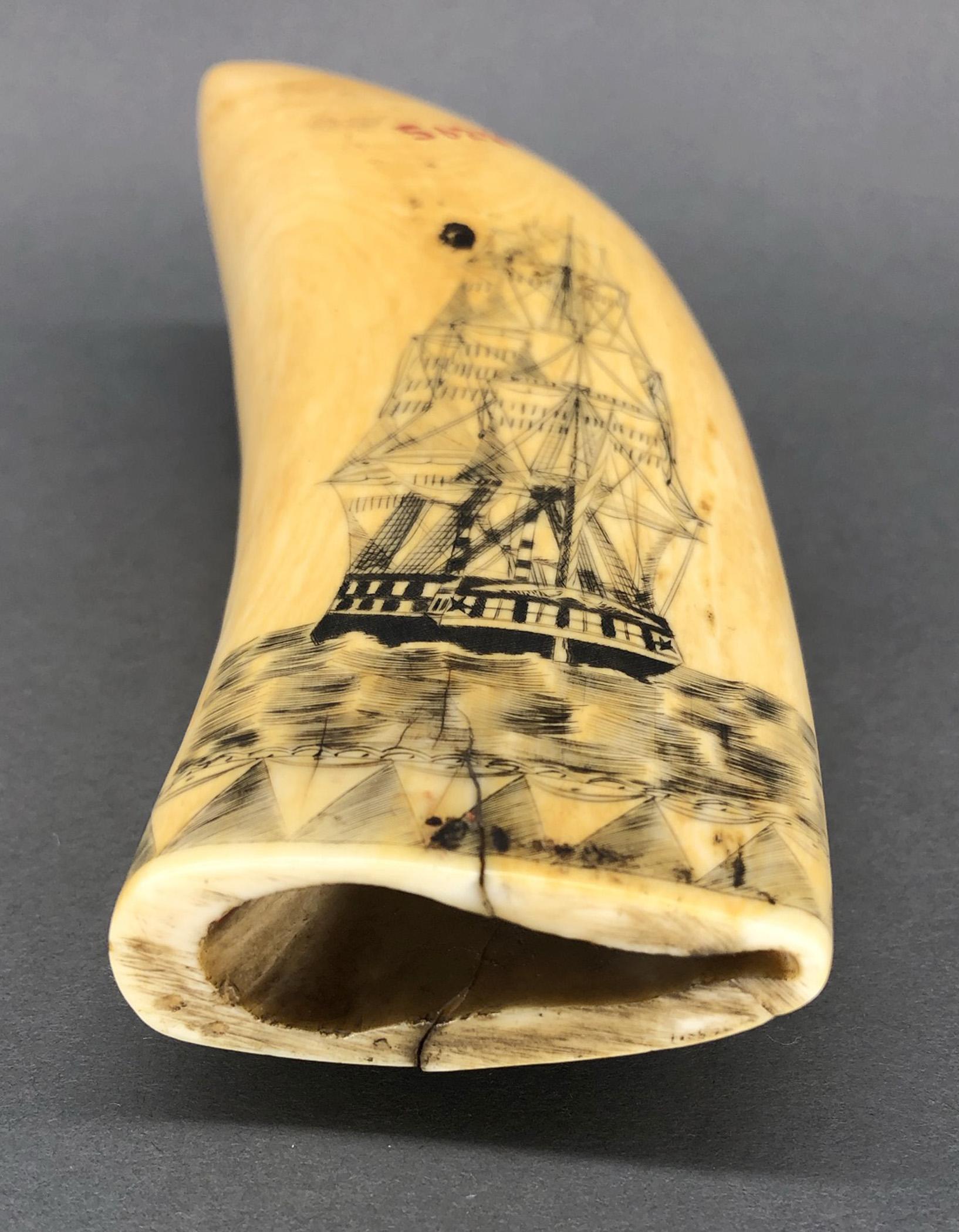 1967.0876 Whale tooth, Scrimshaw tooth, view14 Reverse Base