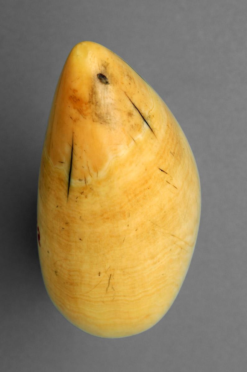 1967.0876 Whale tooth, Scrimshaw tooth (top view)