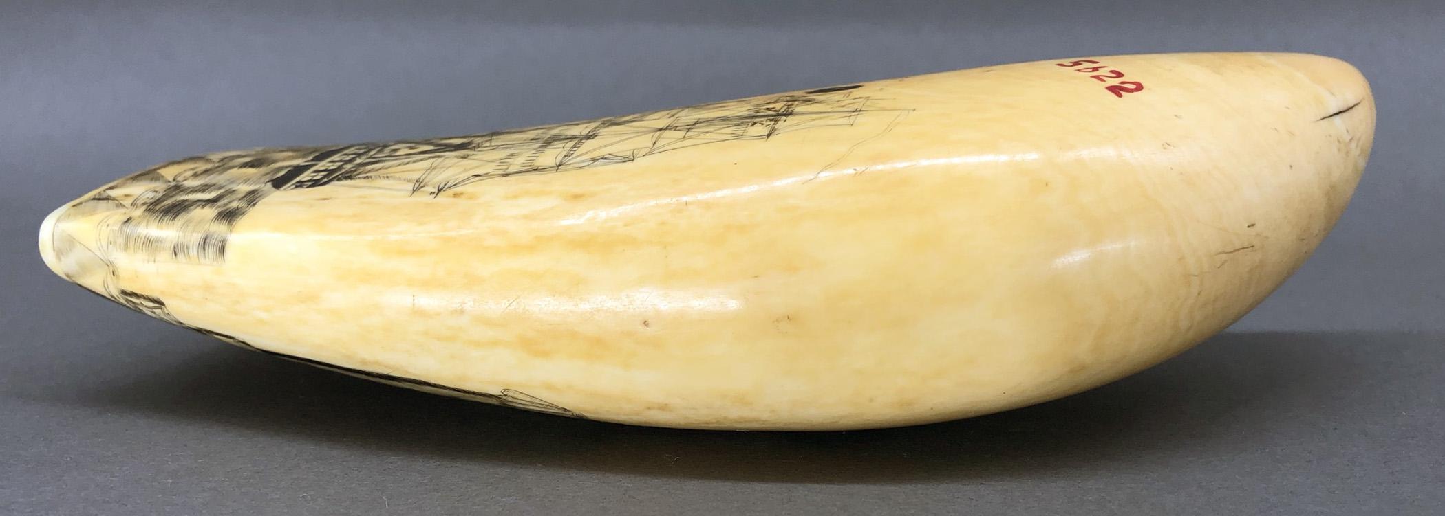 1967.0876 Whale tooth, Scrimshaw tooth, view15 Reverse Edge