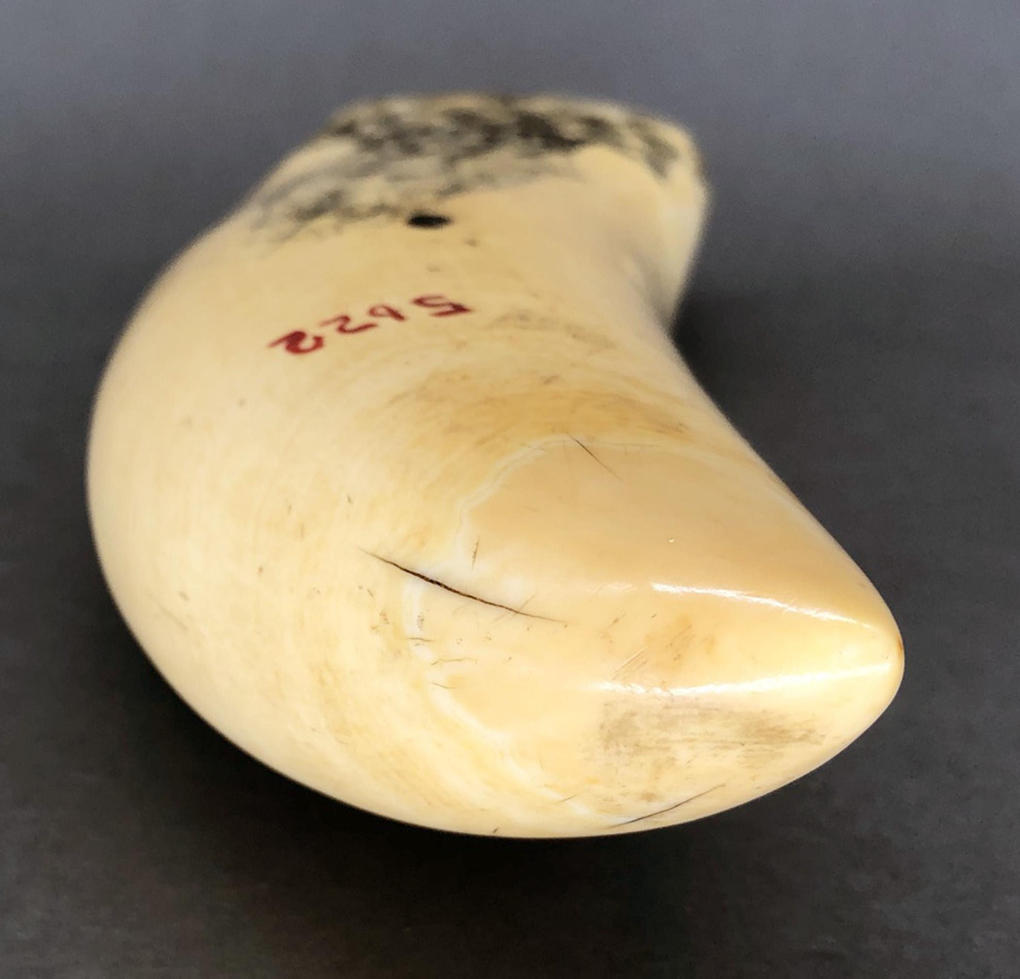1967.0876 Whale tooth, Scrimshaw tooth, view16 Reverse Tip