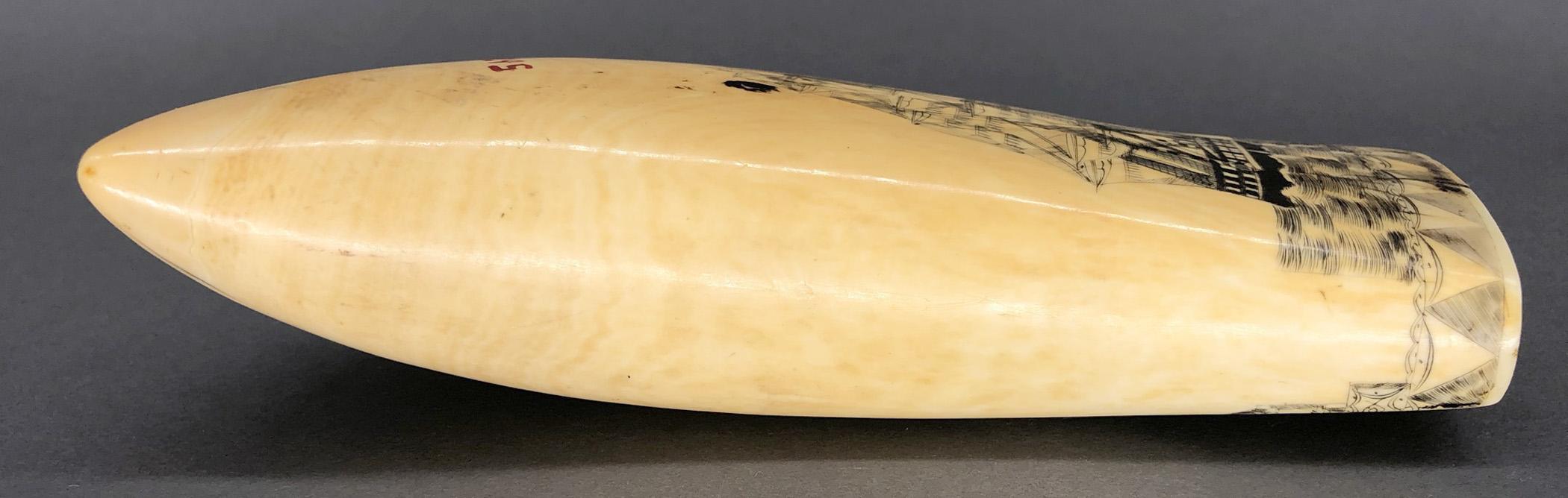 1967.0876 Whale tooth, Scrimshaw tooth, view17 Reverse Edge