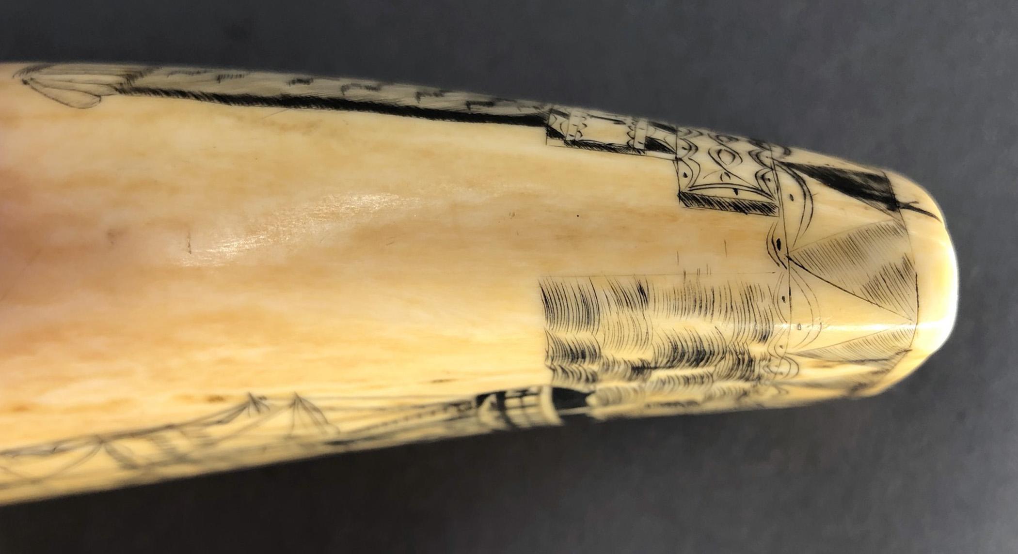 1967.0876 Whale tooth, Scrimshaw tooth, view18 Reverse Edge