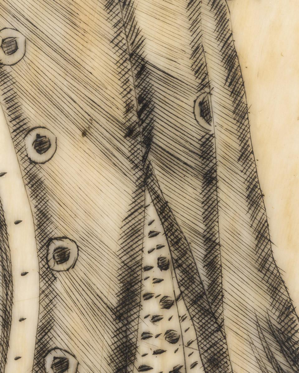 1967.0876 Whale tooth, Scrimshaw tooth (detail 2)