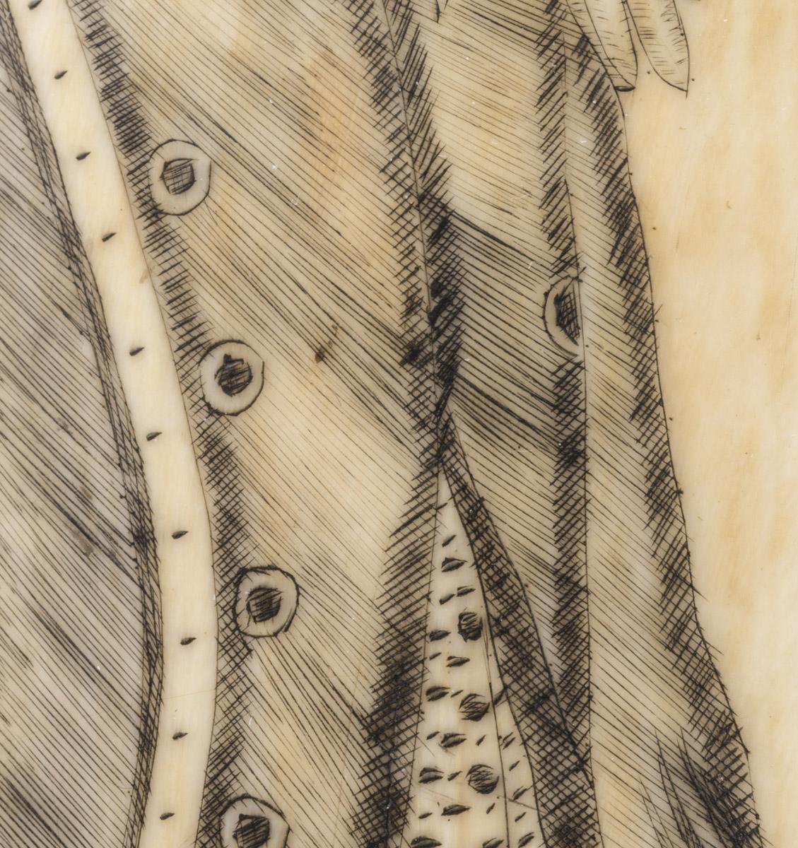 1967.0876 Whale tooth, Scrimshaw tooth (detail 4)