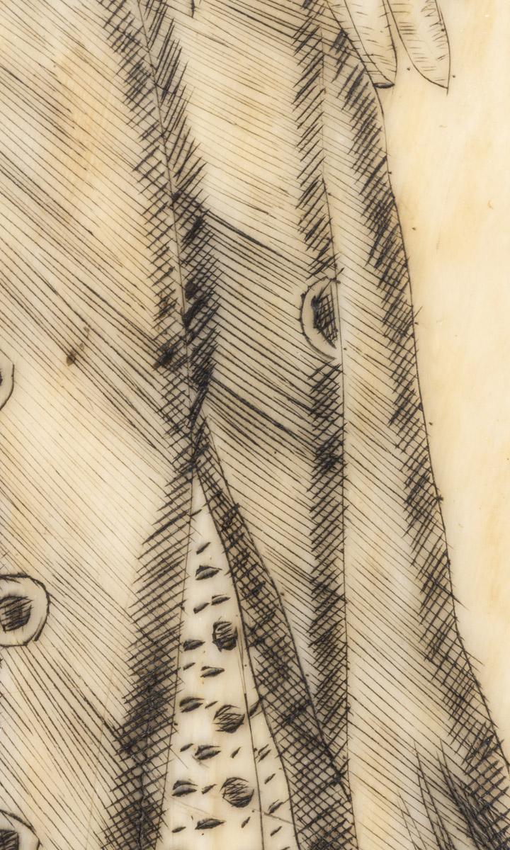 1967.0876 Whale tooth, Scrimshaw tooth (detail 5)