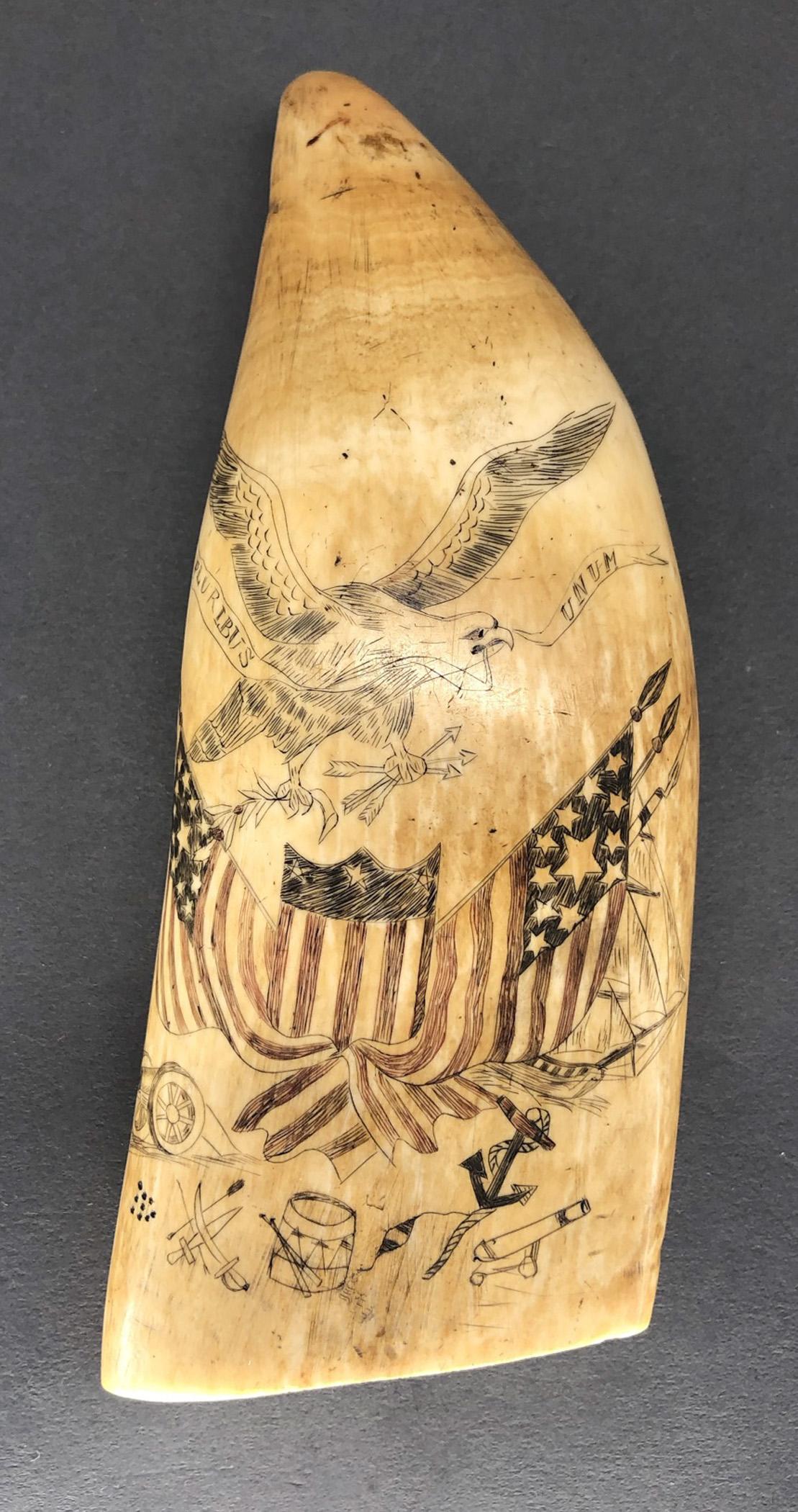 1967.0877 Whale tooth, Scrimshaw tooth, view1 Obverse