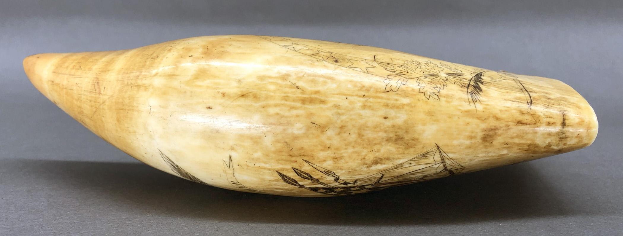 1967.0877 Whale tooth, Scrimshaw tooth, view12 Reverse Edge