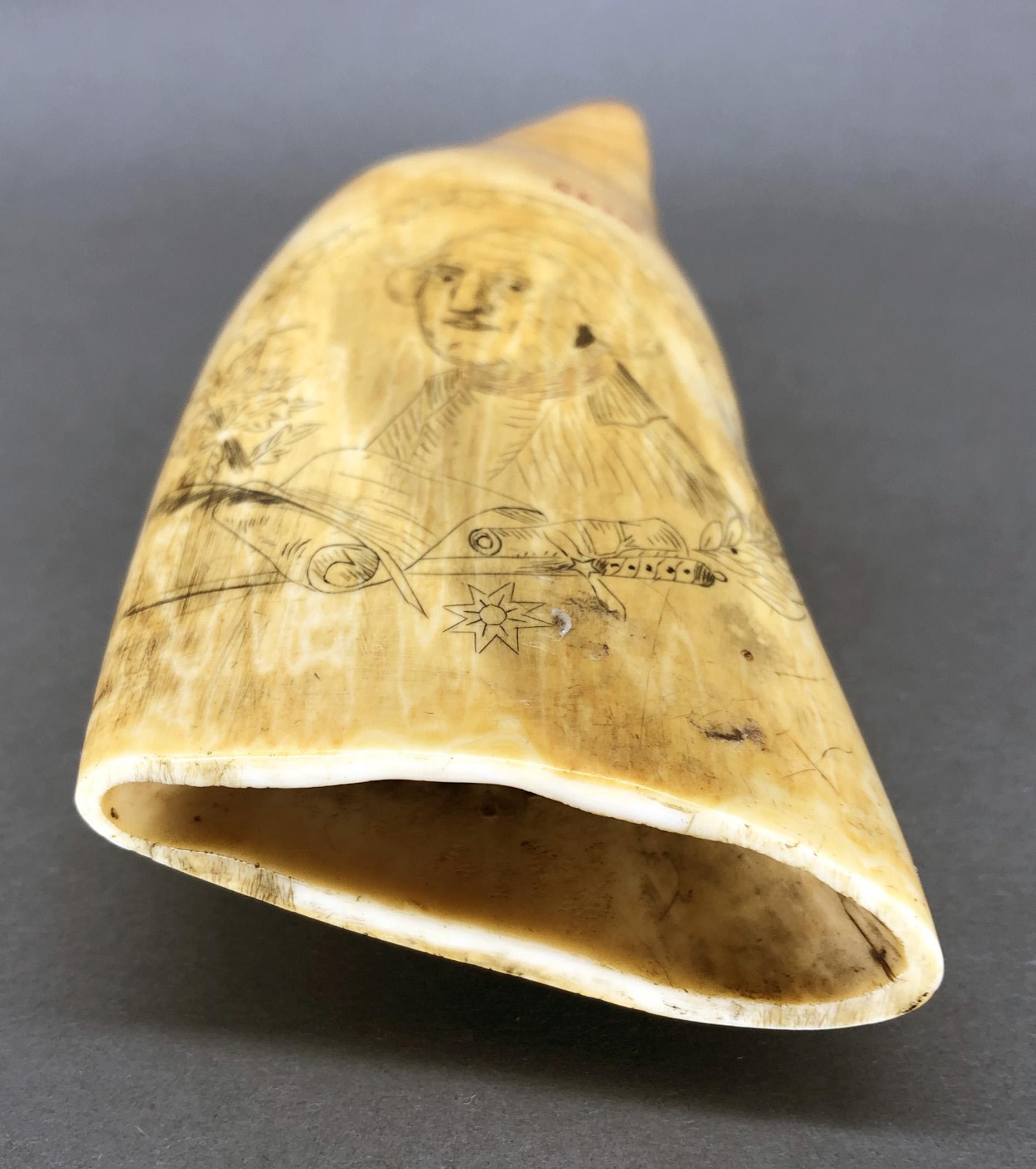 1967.0877 Whale tooth, Scrimshaw tooth, view13 Reverse Base