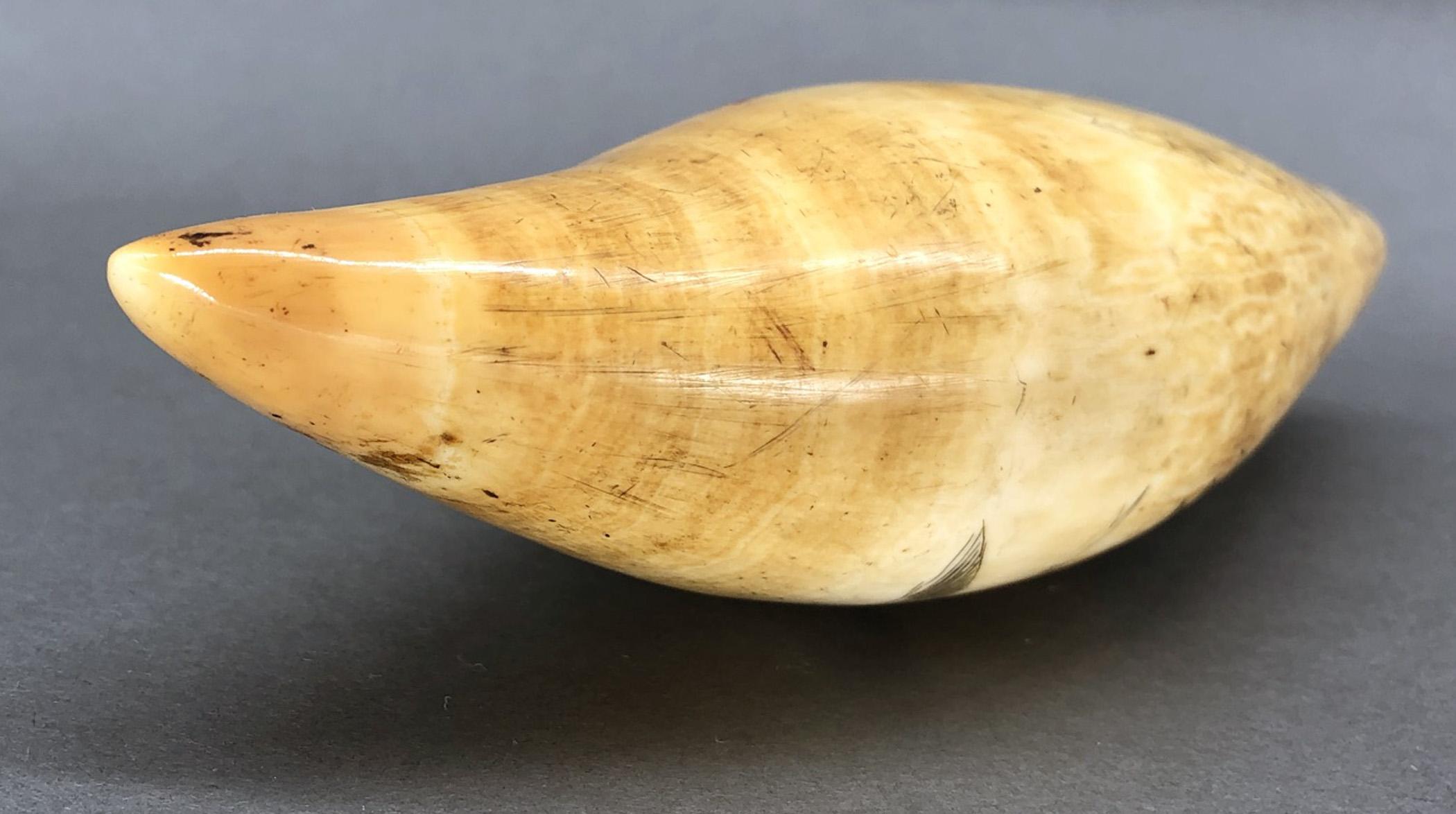 1967.0877 Whale tooth, Scrimshaw tooth, view14 Reverse Edge