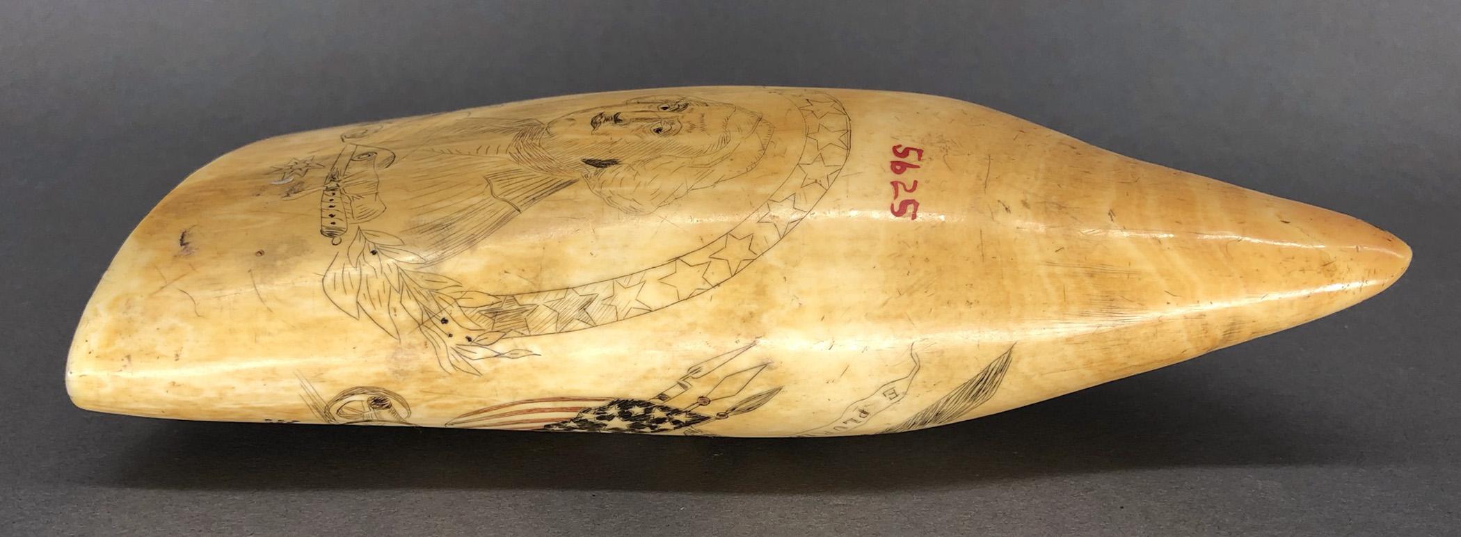 1967.0877 Whale tooth, Scrimshaw tooth, view15 Reverse Edge