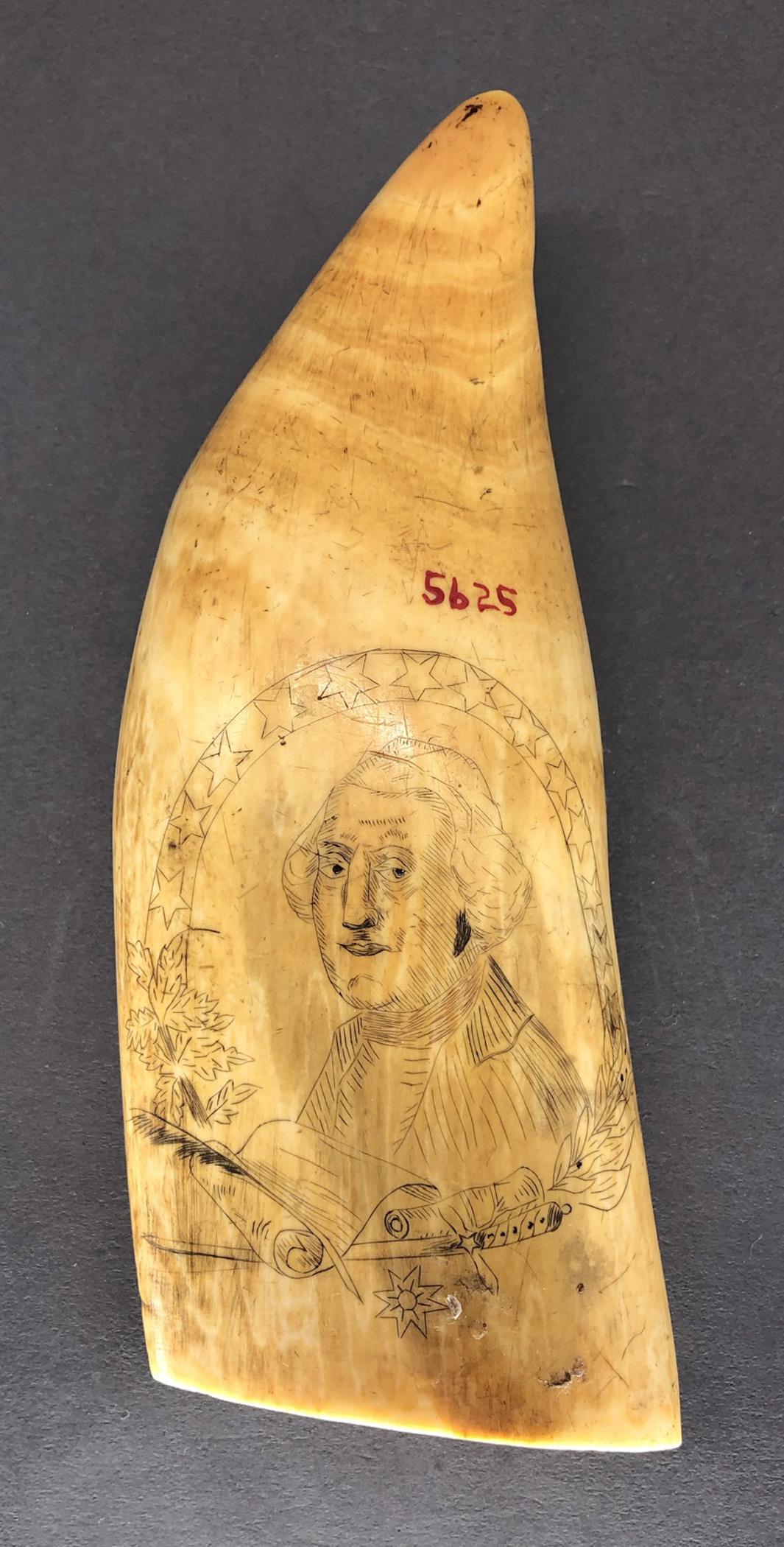 1967.0877 Whale tooth, Scrimshaw tooth, view8 Reverse