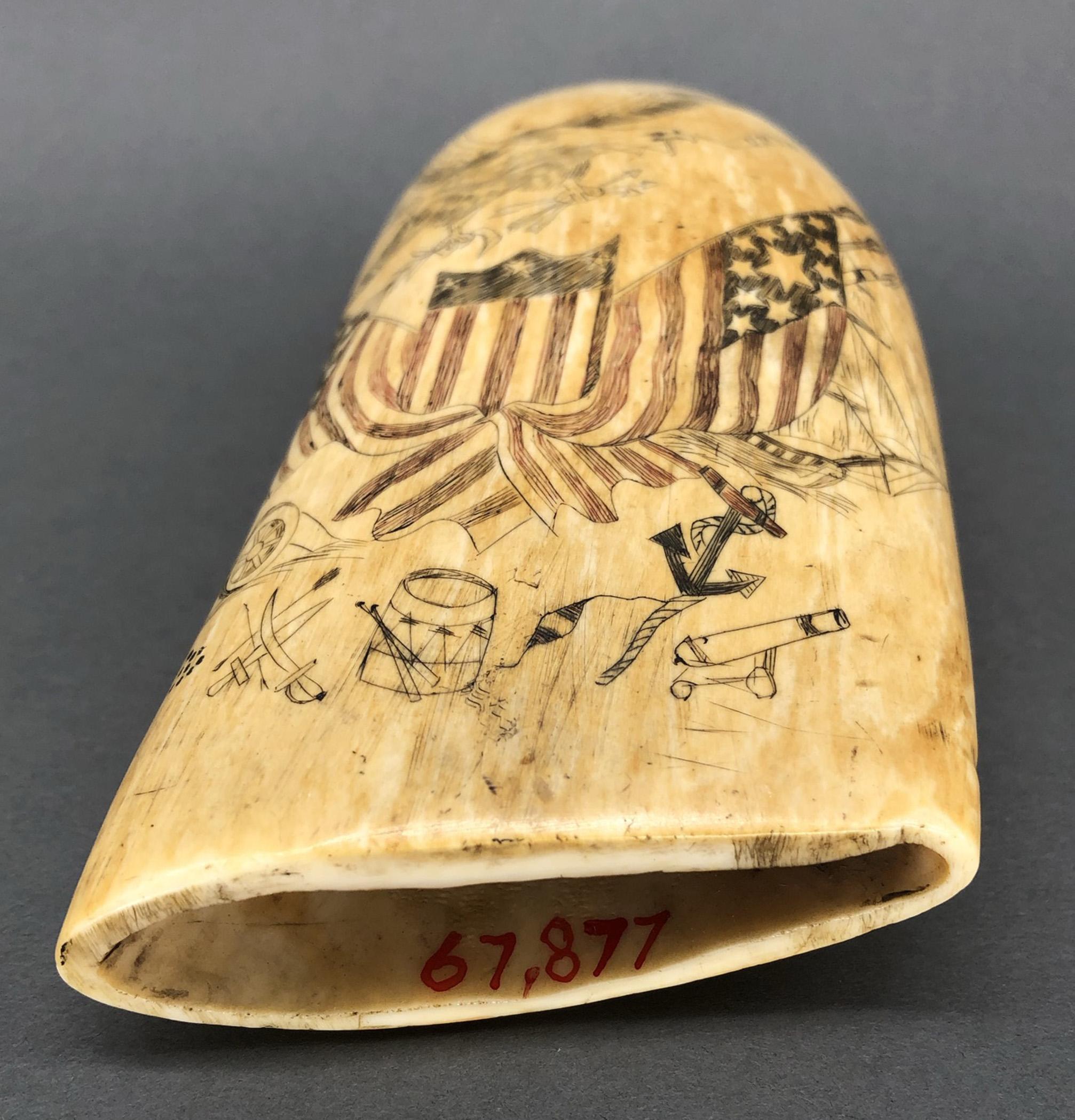 1967.0877 Whale tooth, Scrimshaw tooth, view4 Obverse Base